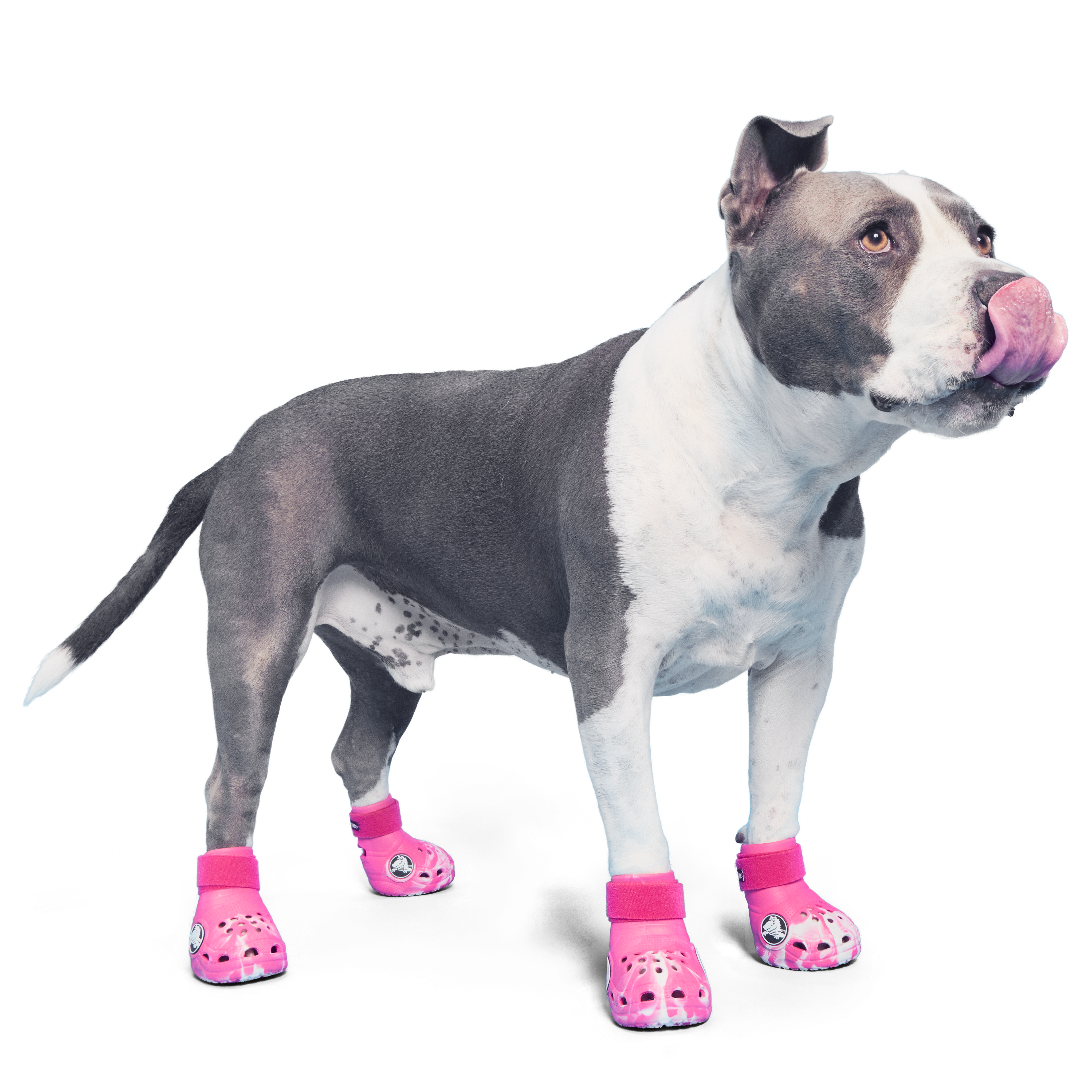Crocs™ Shoes For Dogs#Color_Dragon Fruit