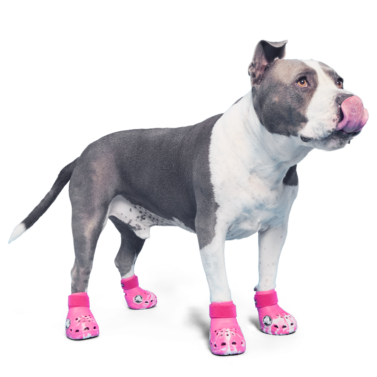 Crocs™ Shoes For Dogs#Color_Dragon Fruit