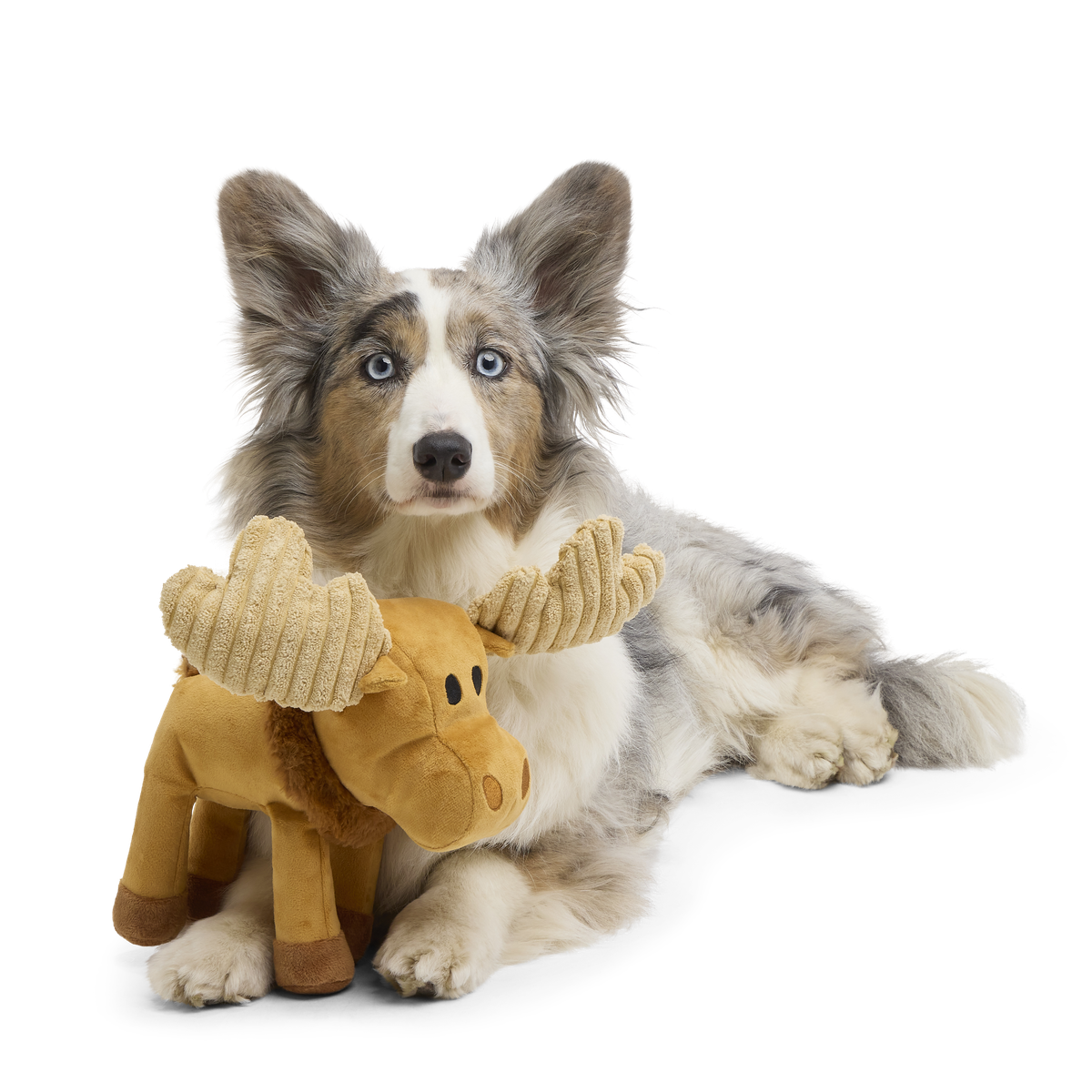 Melvin The Moose Plush Tug Dog Toy