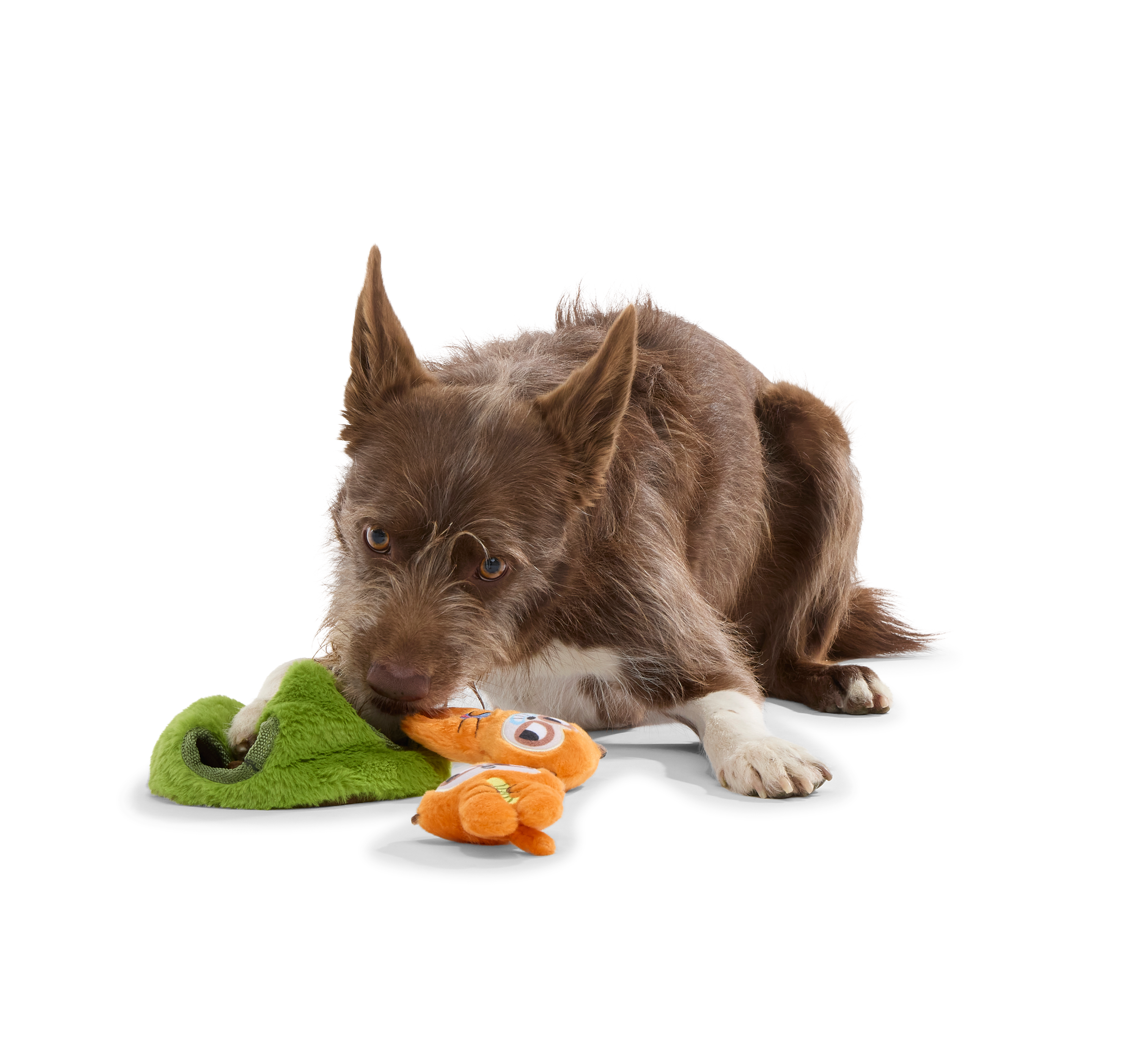 Mchanga & Mwanga Meerkat