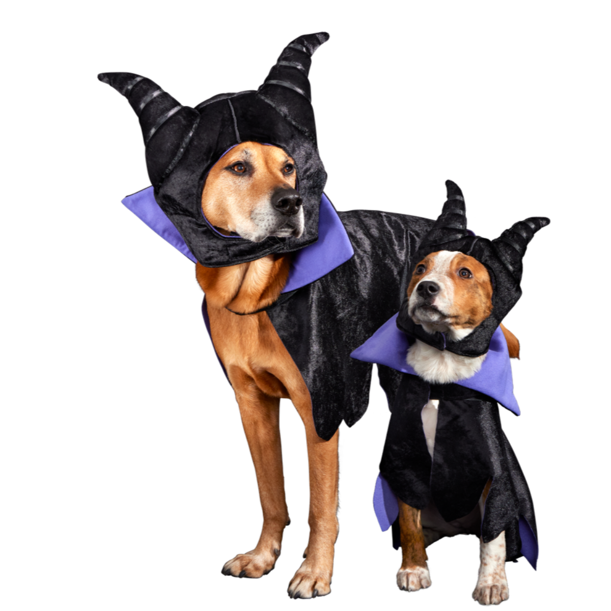 Maleficent Dog Costume
