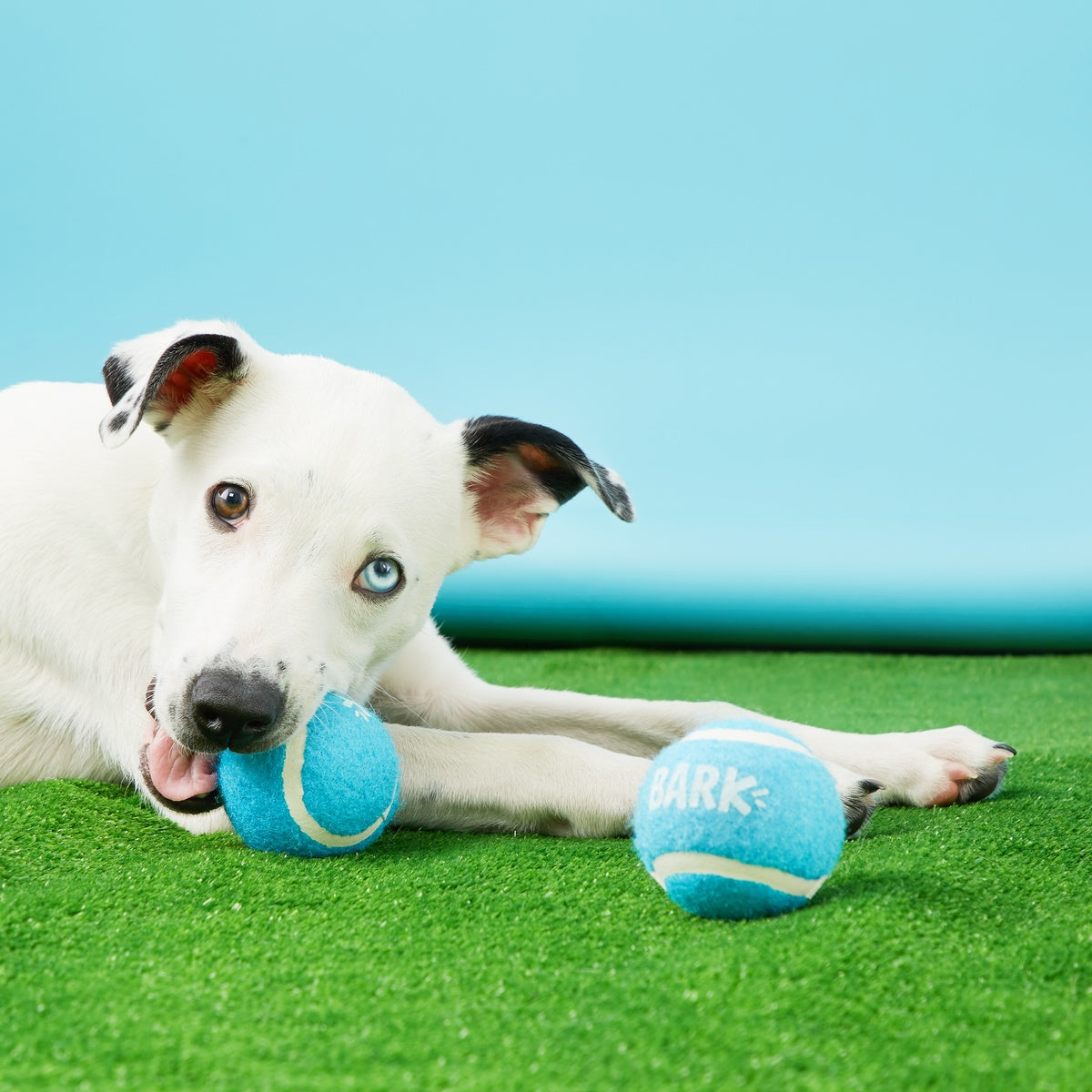 Janspup Plush Multi-Part + Tug + Fetch Dog Toy