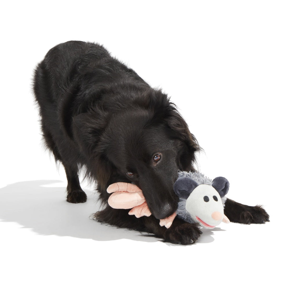 Poppy Possum Plush Tug Dog Toy