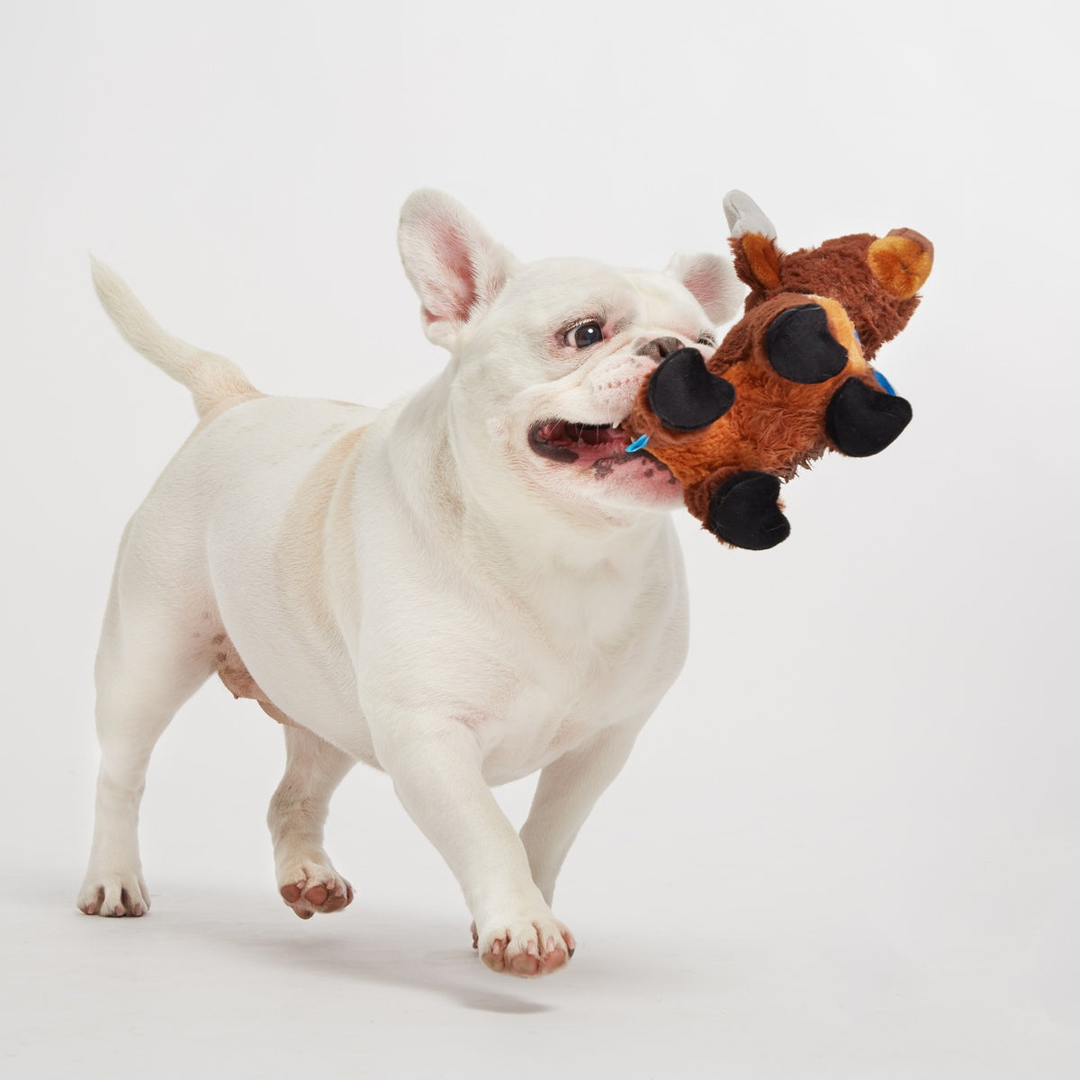 Prancin’ Perry Plush Tug Dog Toy