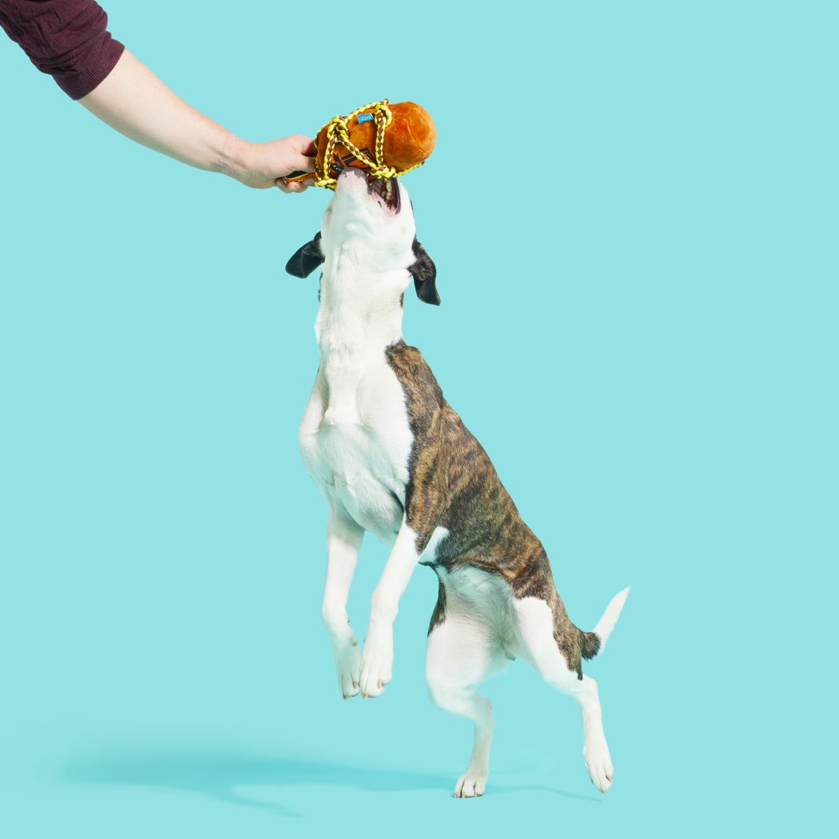 Barkbeard's Rum