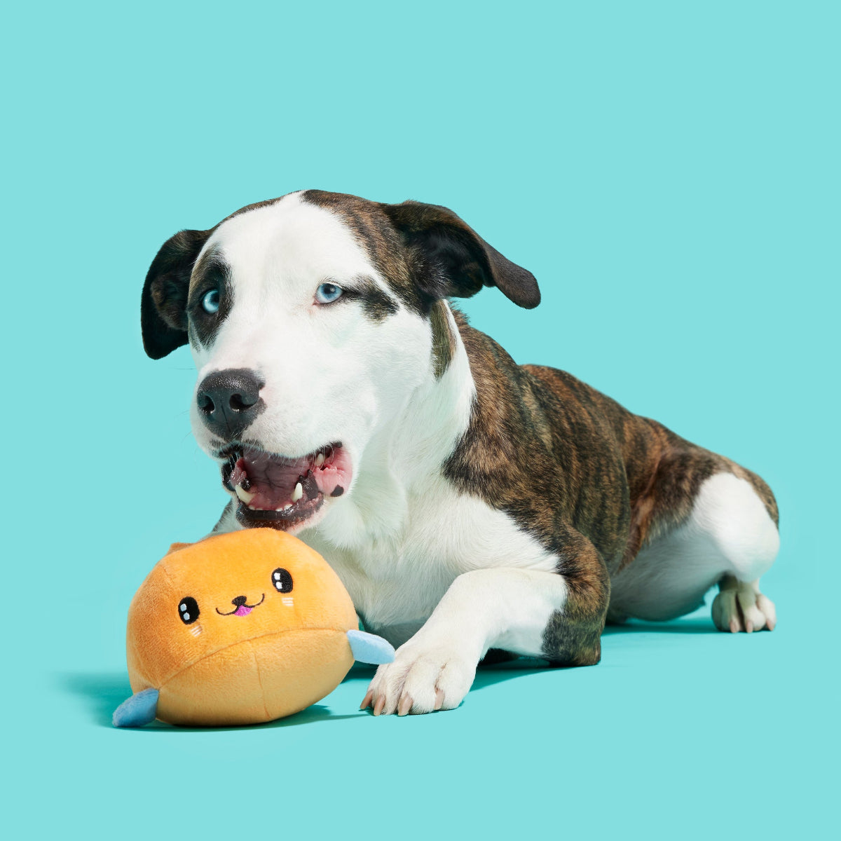Santiago Seal Plush 2-in-1 + Tug Dog Toy