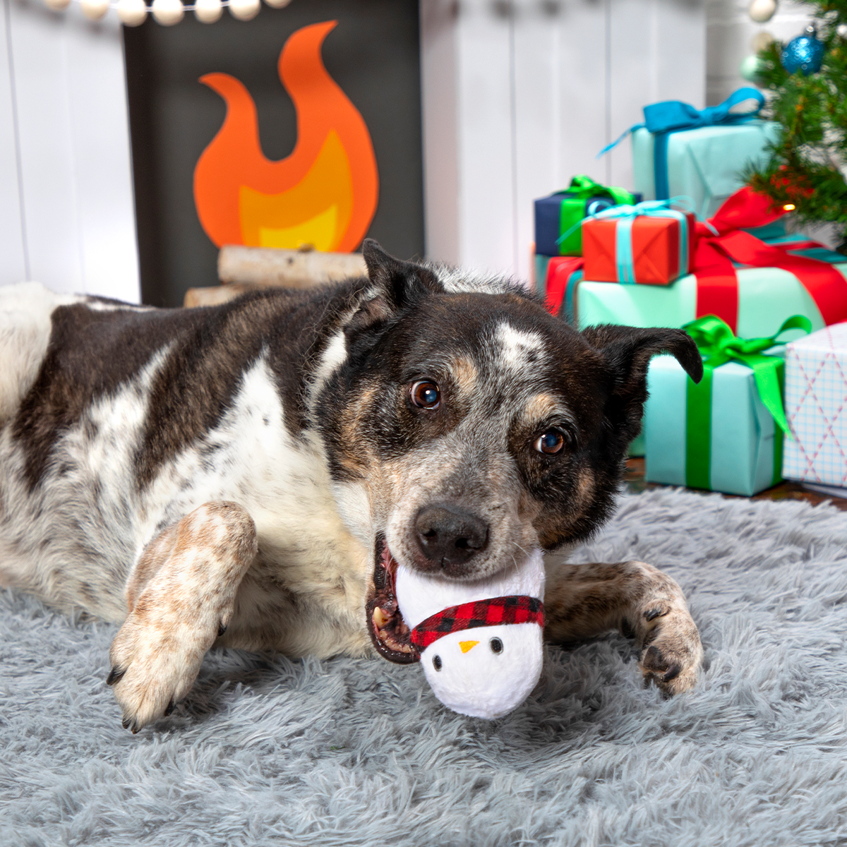Frost Boss Super Chewer Durable 2-in-1 Dog Toy