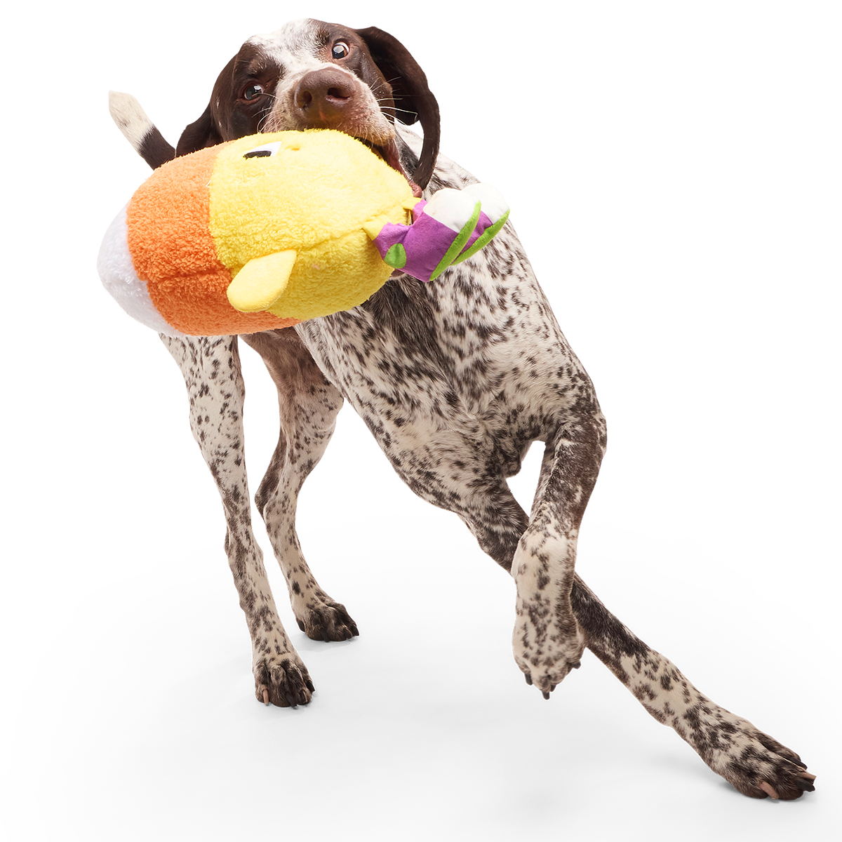 Randy Corn Plush Extra-Large + Tug Dog Toy
