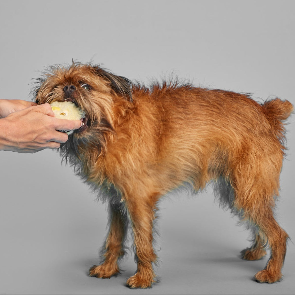 Tough Chick Super Chewer Durable 2-in-1 Dog Toy