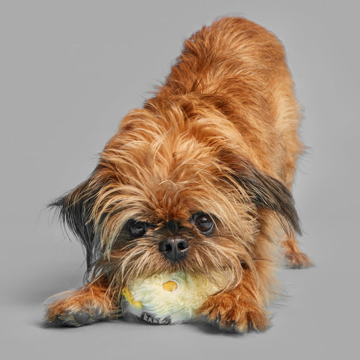 Tough Chick Super Chewer Durable 2-in-1 Dog Toy