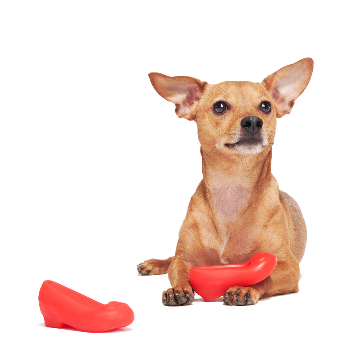 Furiends of Dorothy Multi-Part + Gnaw Dog Toy