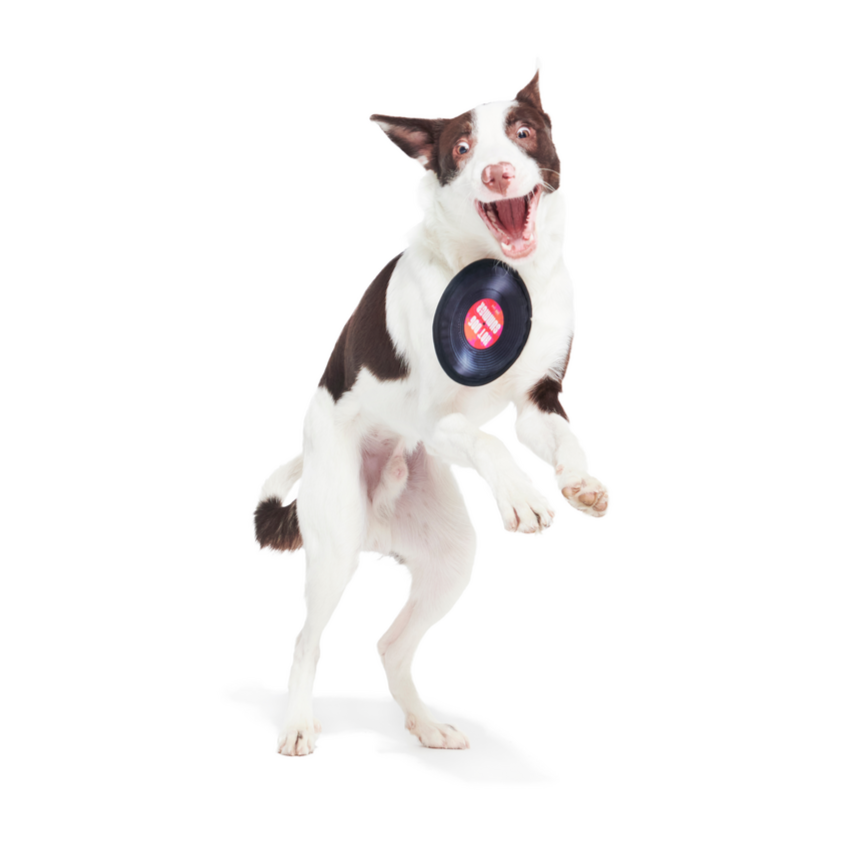 Disco Doggo Disc