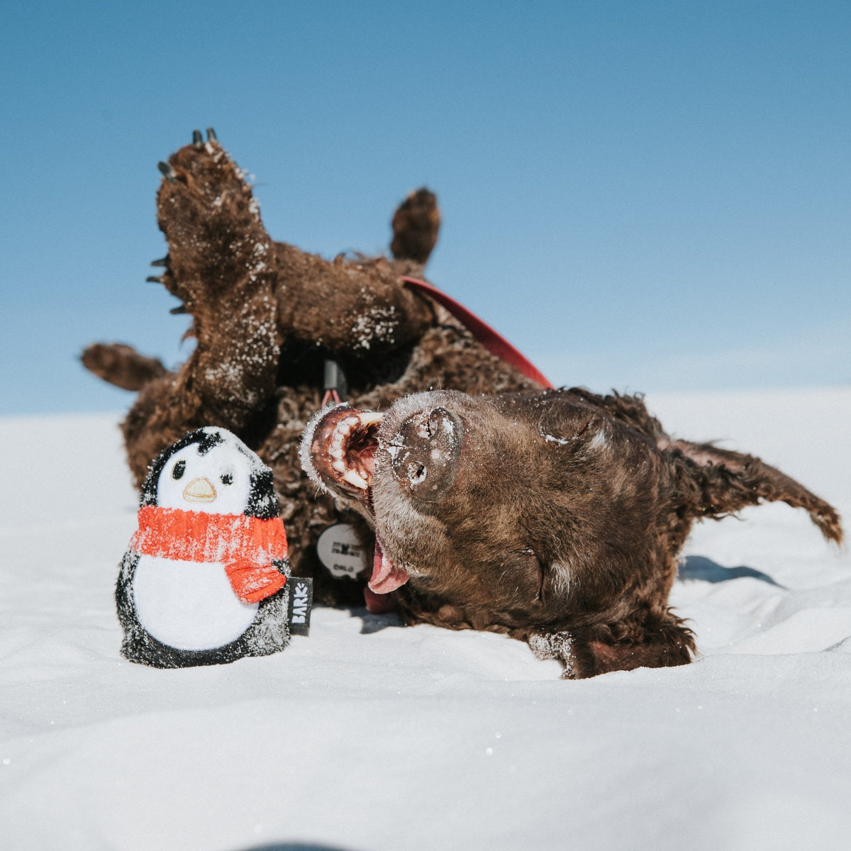 SC-ATB_213522_FRIENDGUIN-L_NEMOCCR_7_cropped#Size_L