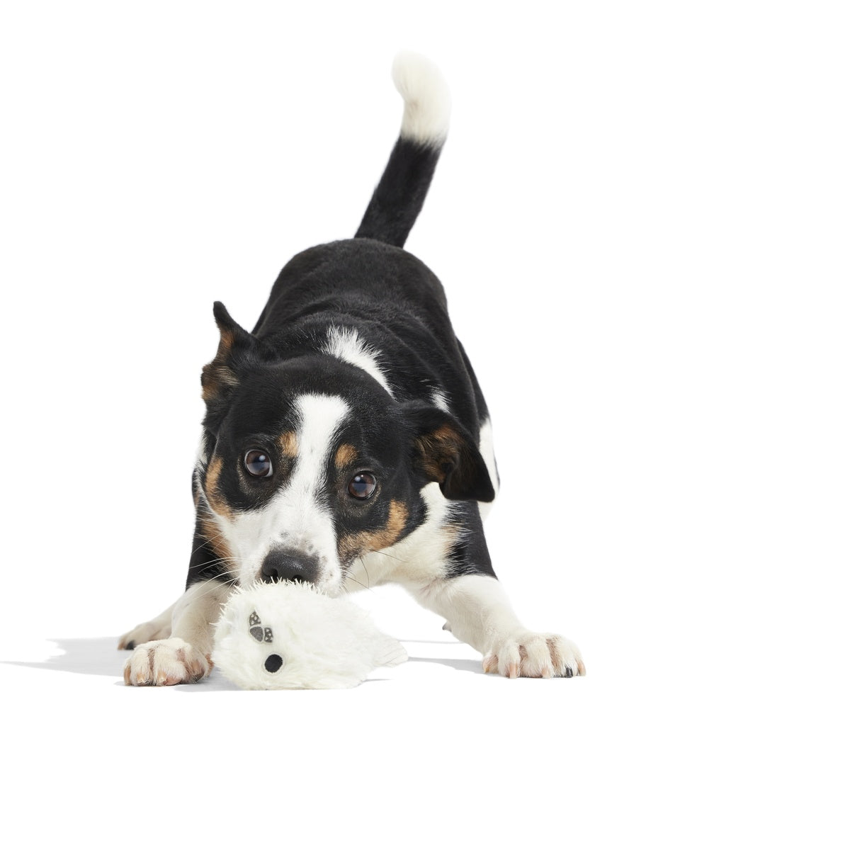 SC-ATB_213523_SEAL-MEAL-S_1982_cropped#Size_S