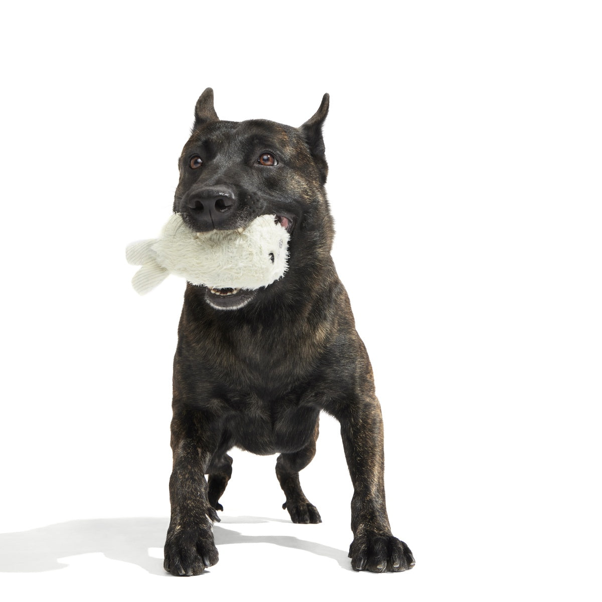 SC-ATB_213525_SEAL-MEAL-L_3498_cropped#Size_L