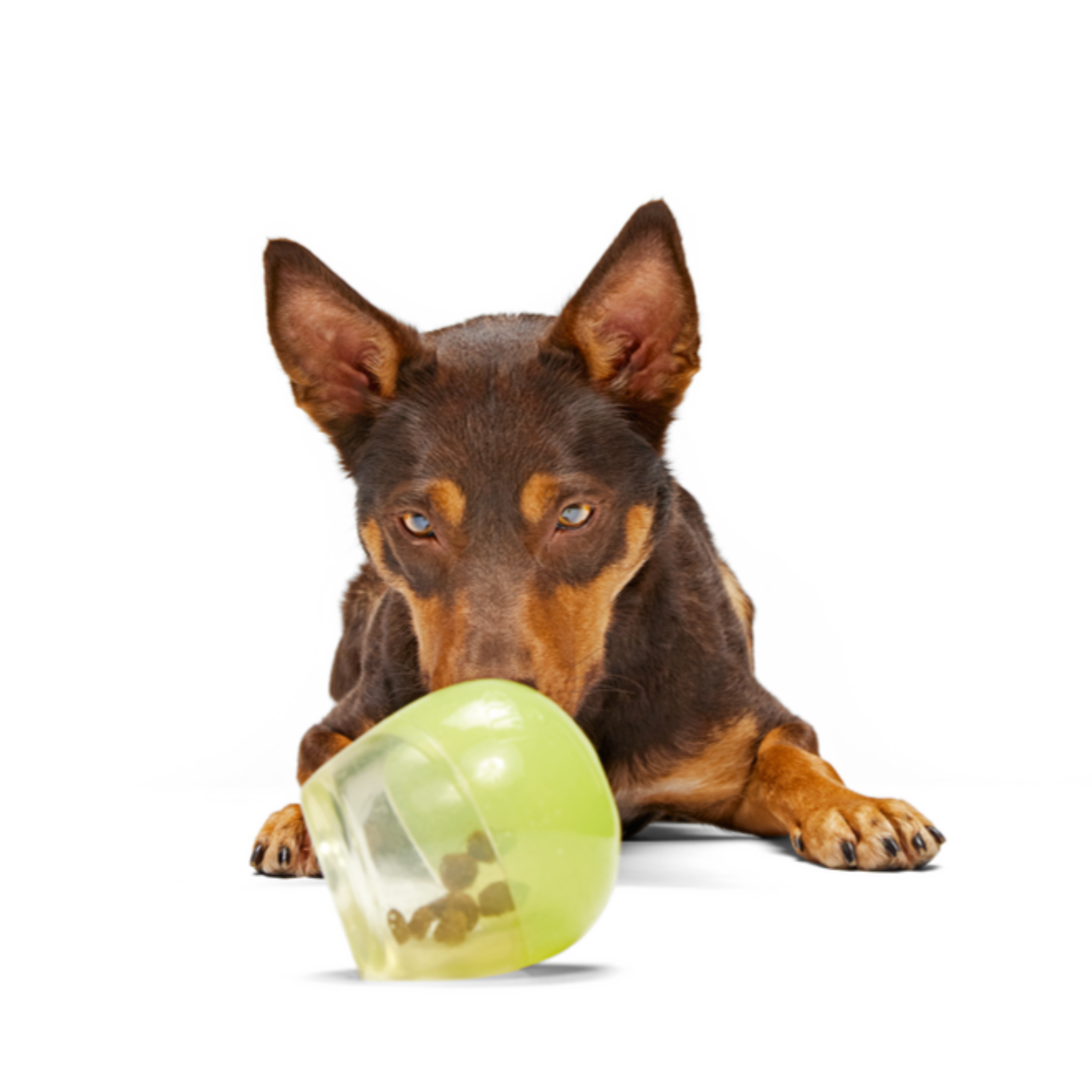 Tipsy Margarita Super Chewer Durable Enrichment Dog Toy