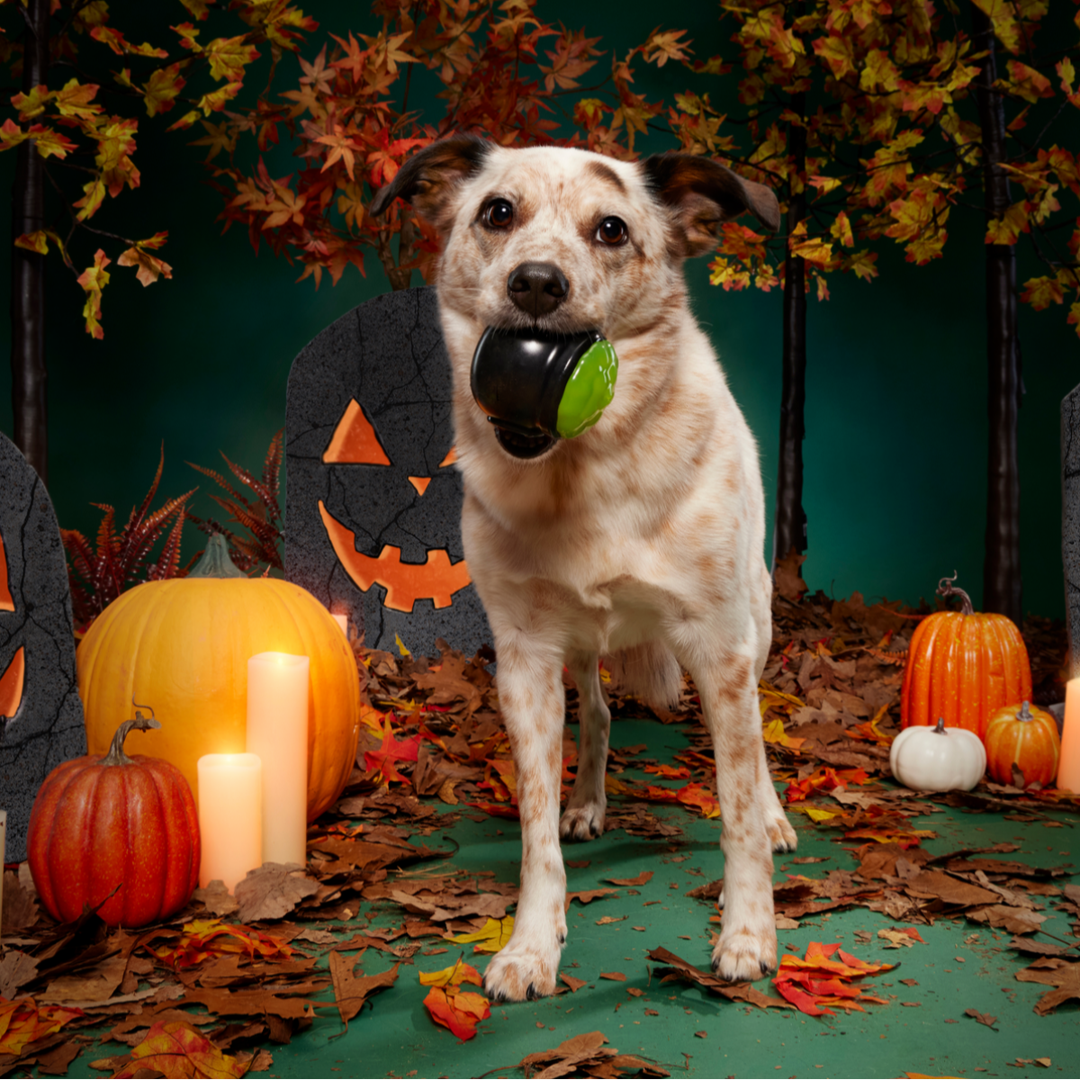 Gnawldron Super Chewer Durable Enrichment Dog Toy