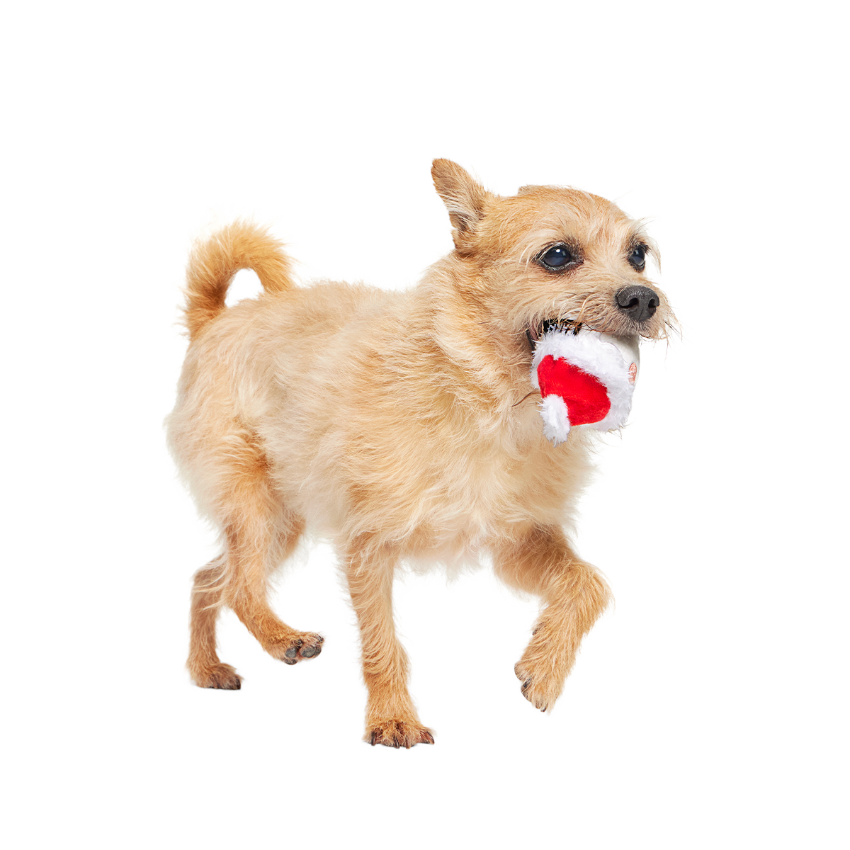 Secret Santa Super Chewer Durable 2-in-1 + Fetch Dog Toy