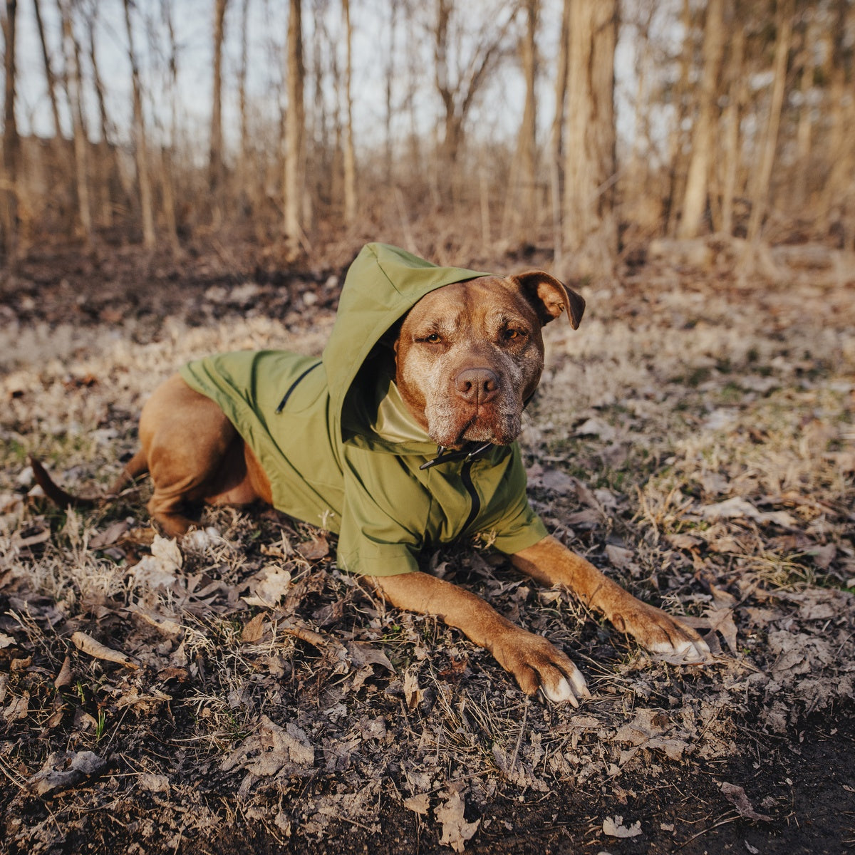 The Dry Dog Raincoat