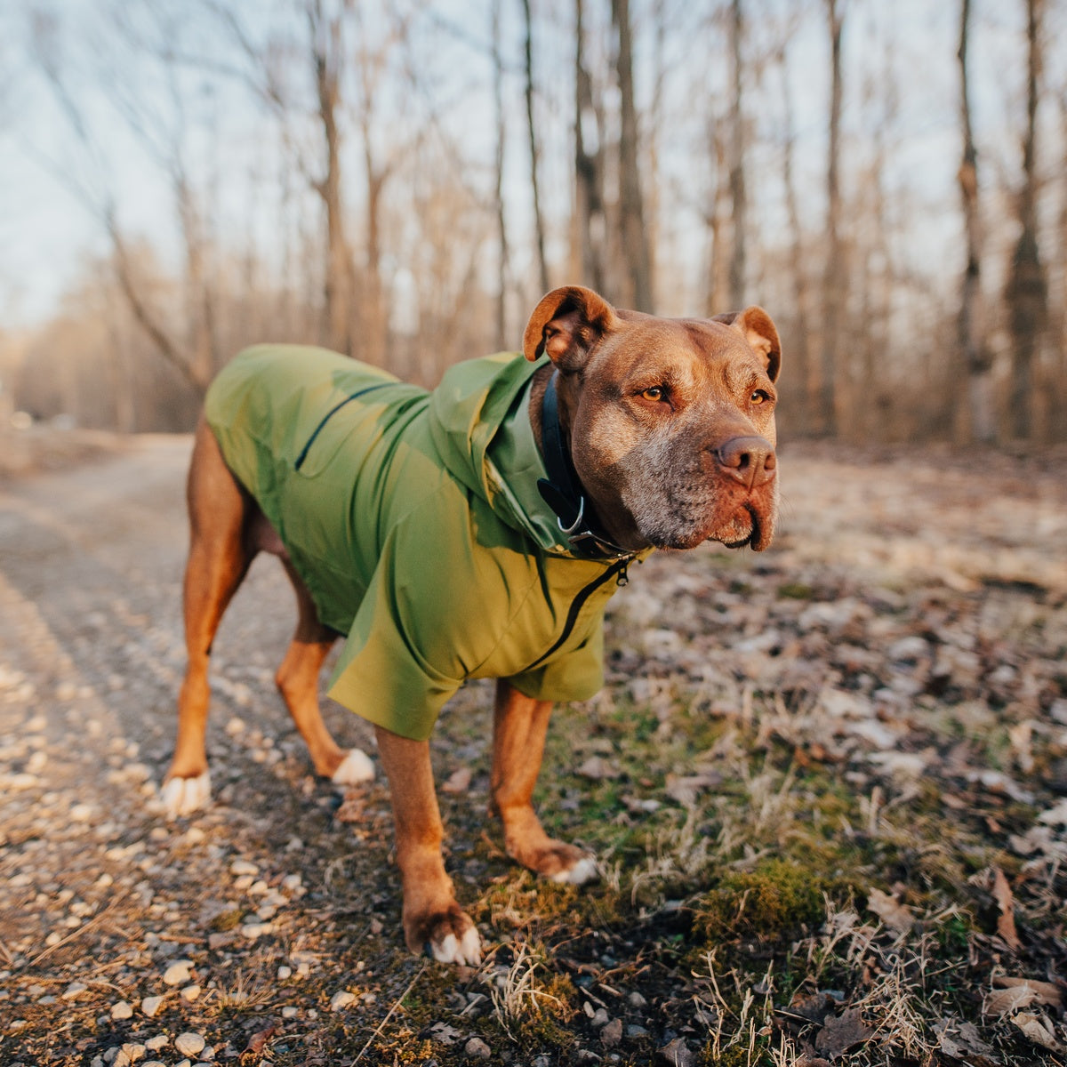 The Dry Dog Raincoat