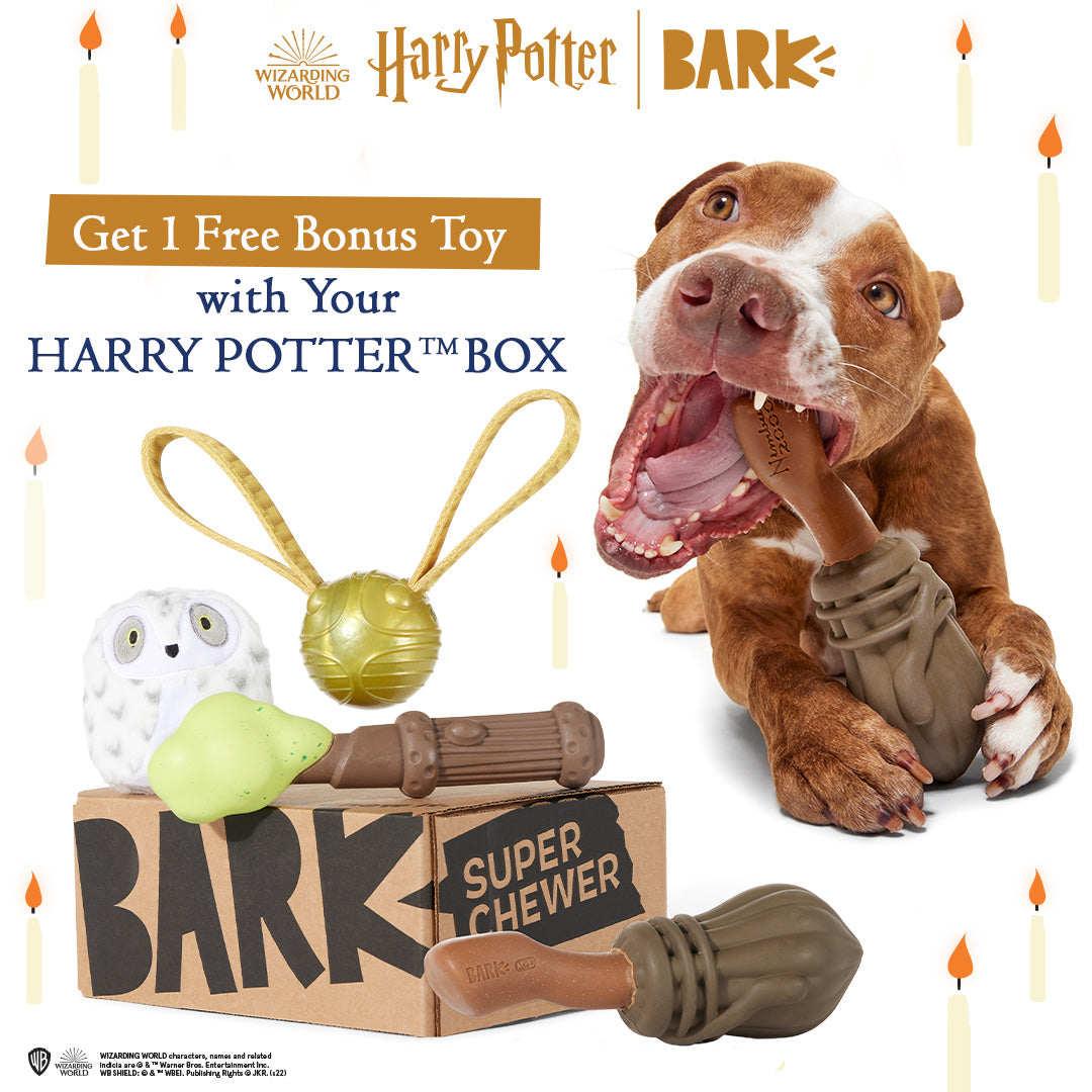 SuperChewer + Harry Potter (1 Free Extra Toy): 6 Month Subscription