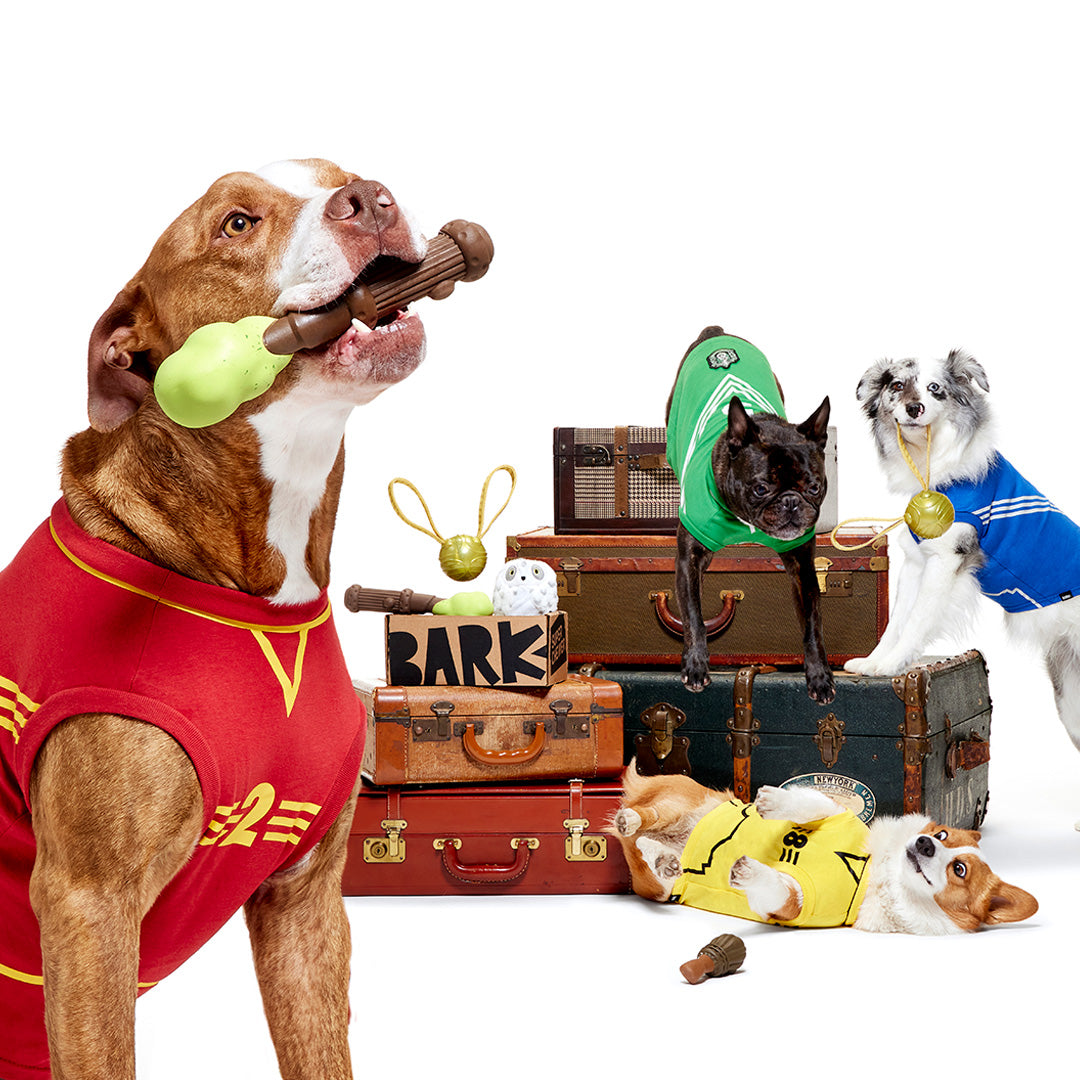 SuperChewer + Harry Potter (1 Free Extra Toy): 6 Month Subscription