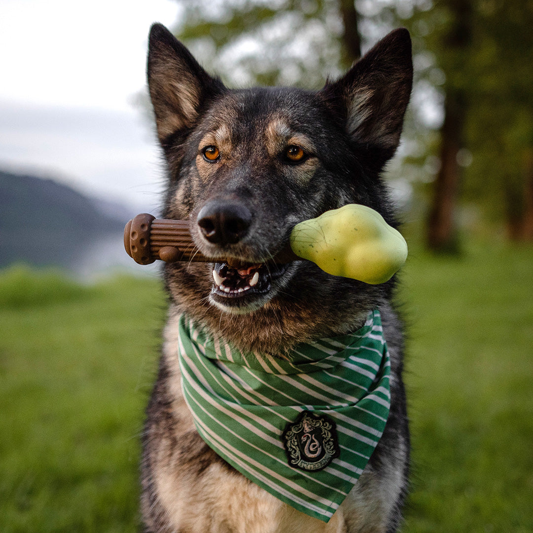 SuperChewer + Harry Potter (1 Free Extra Toy): 12 Month Subscription