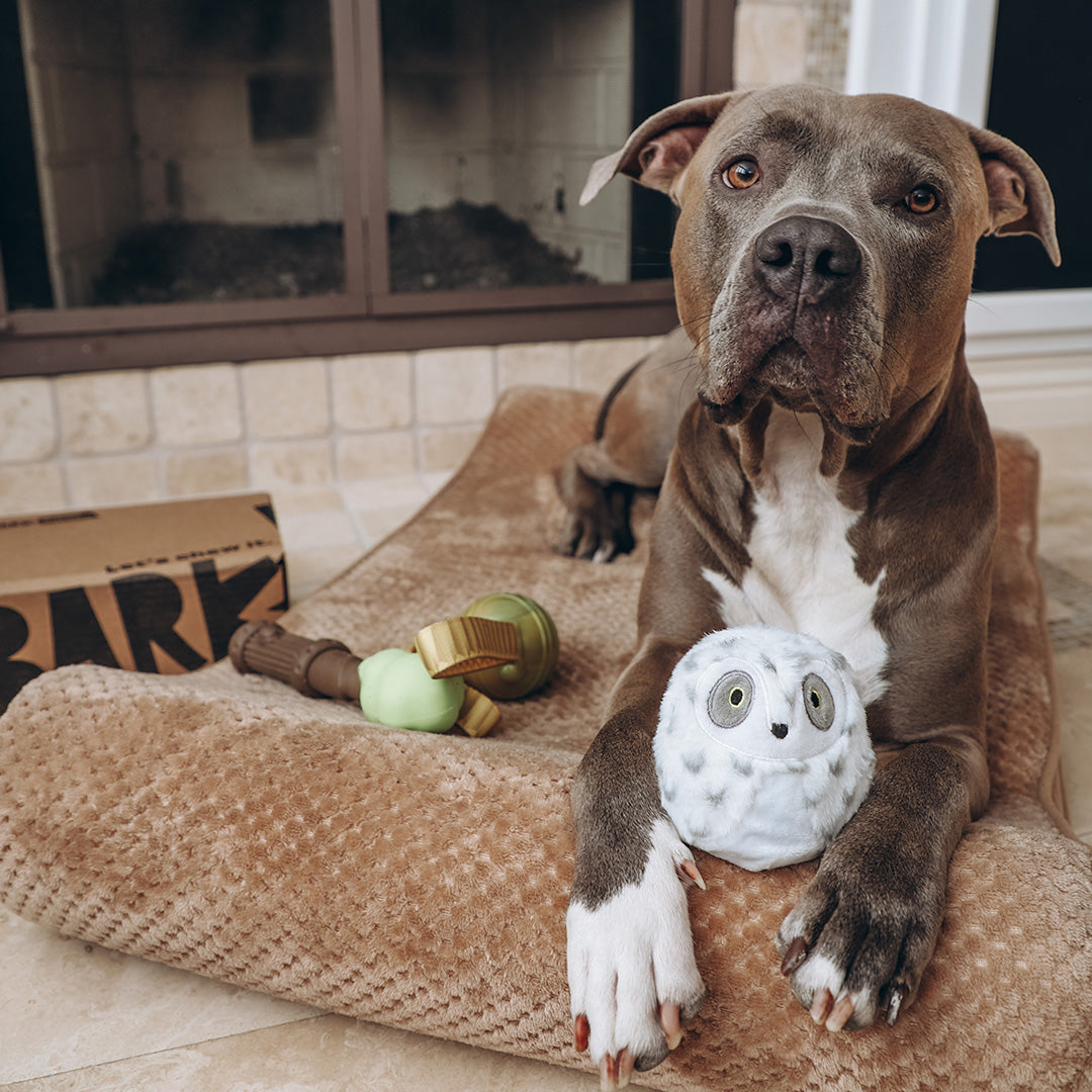 SuperChewer + Harry Potter (1 Free Extra Toy): 12 Month Subscription