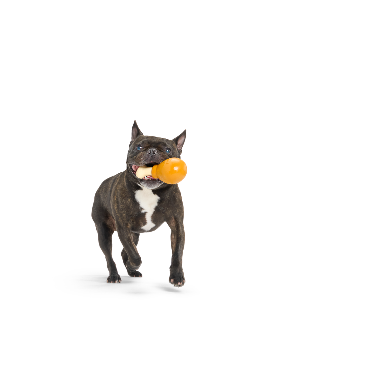 Turkey Day Drumstick