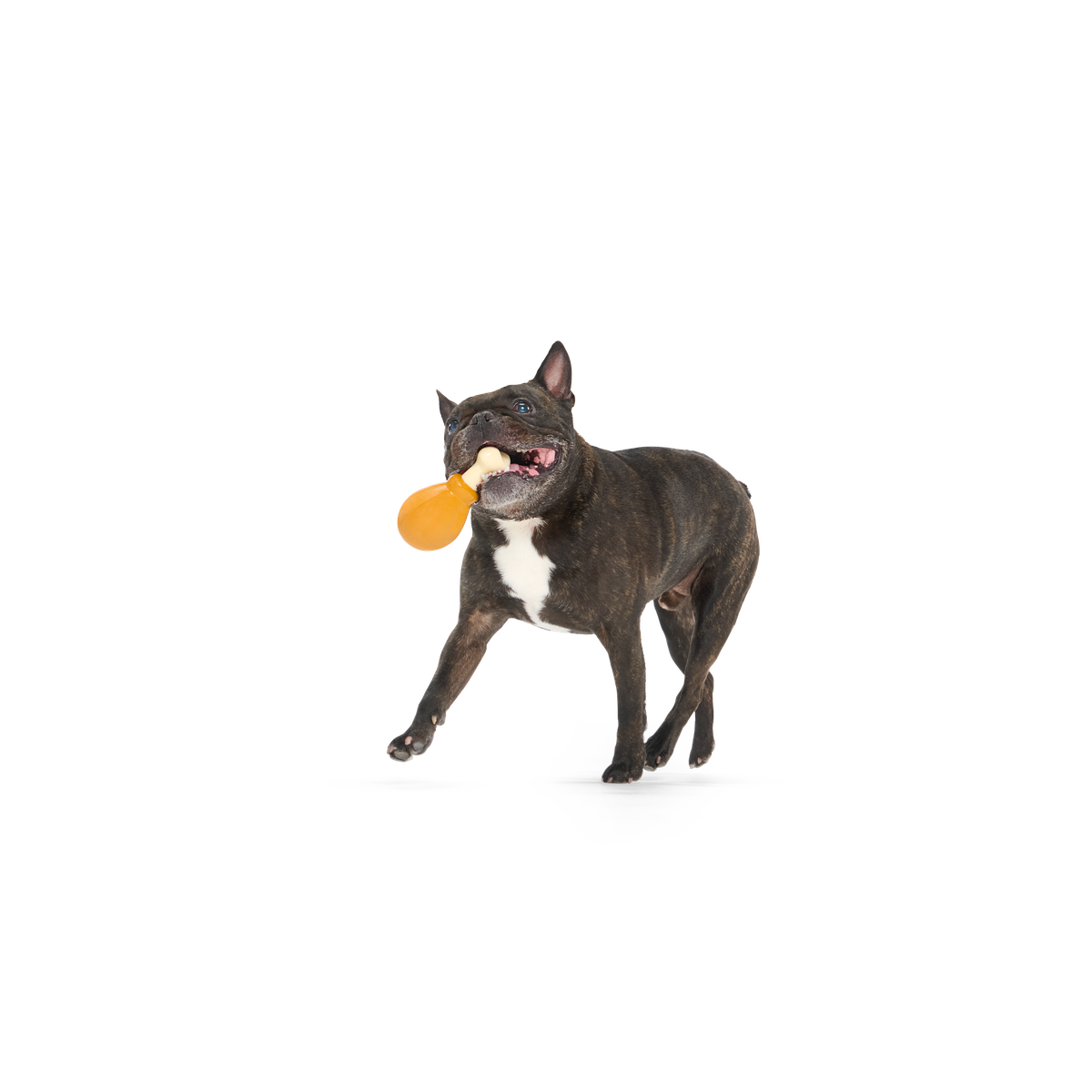 Turkey Day Drumstick