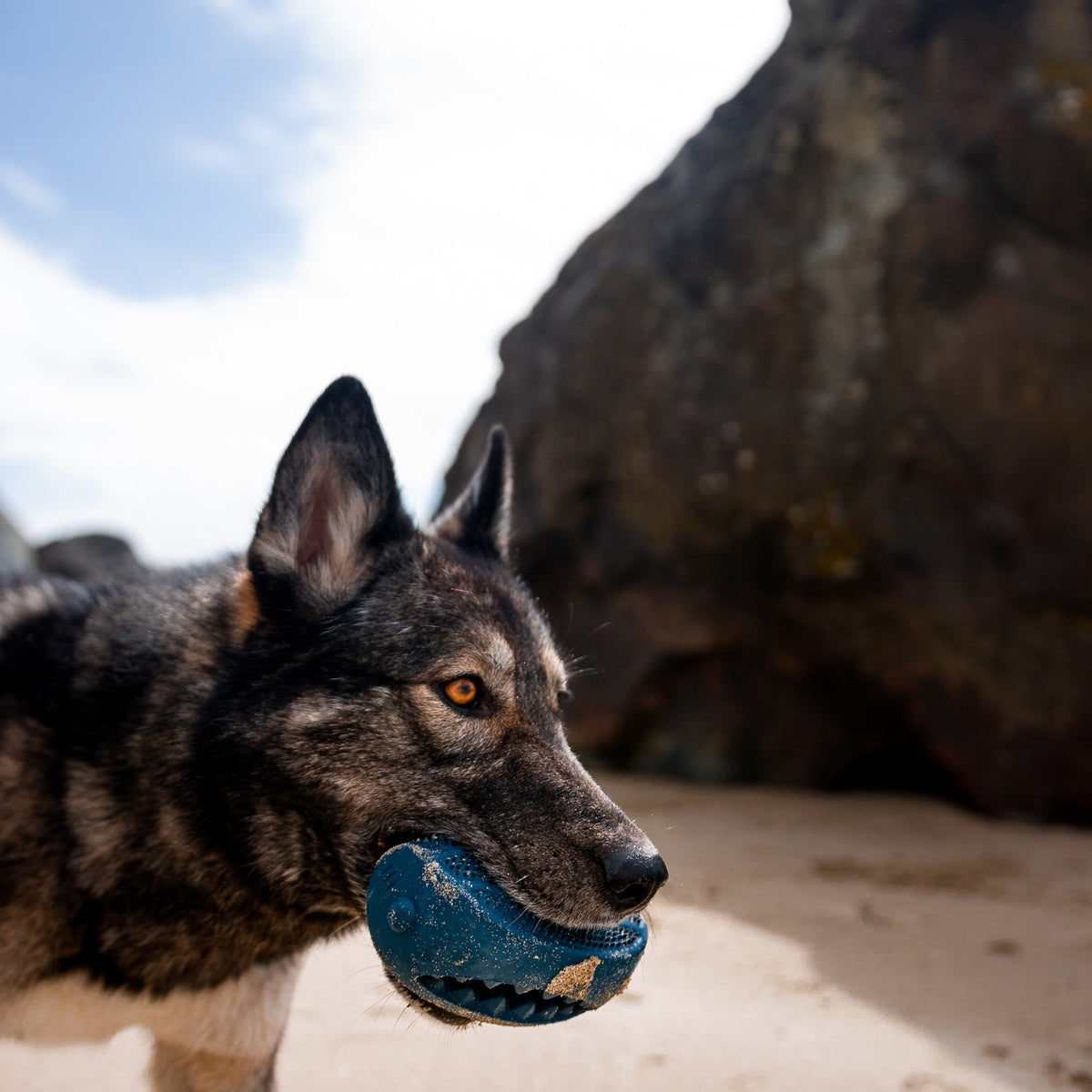 Hammer Fed Shark Super Chewer Durable Enrichment Dog Toy