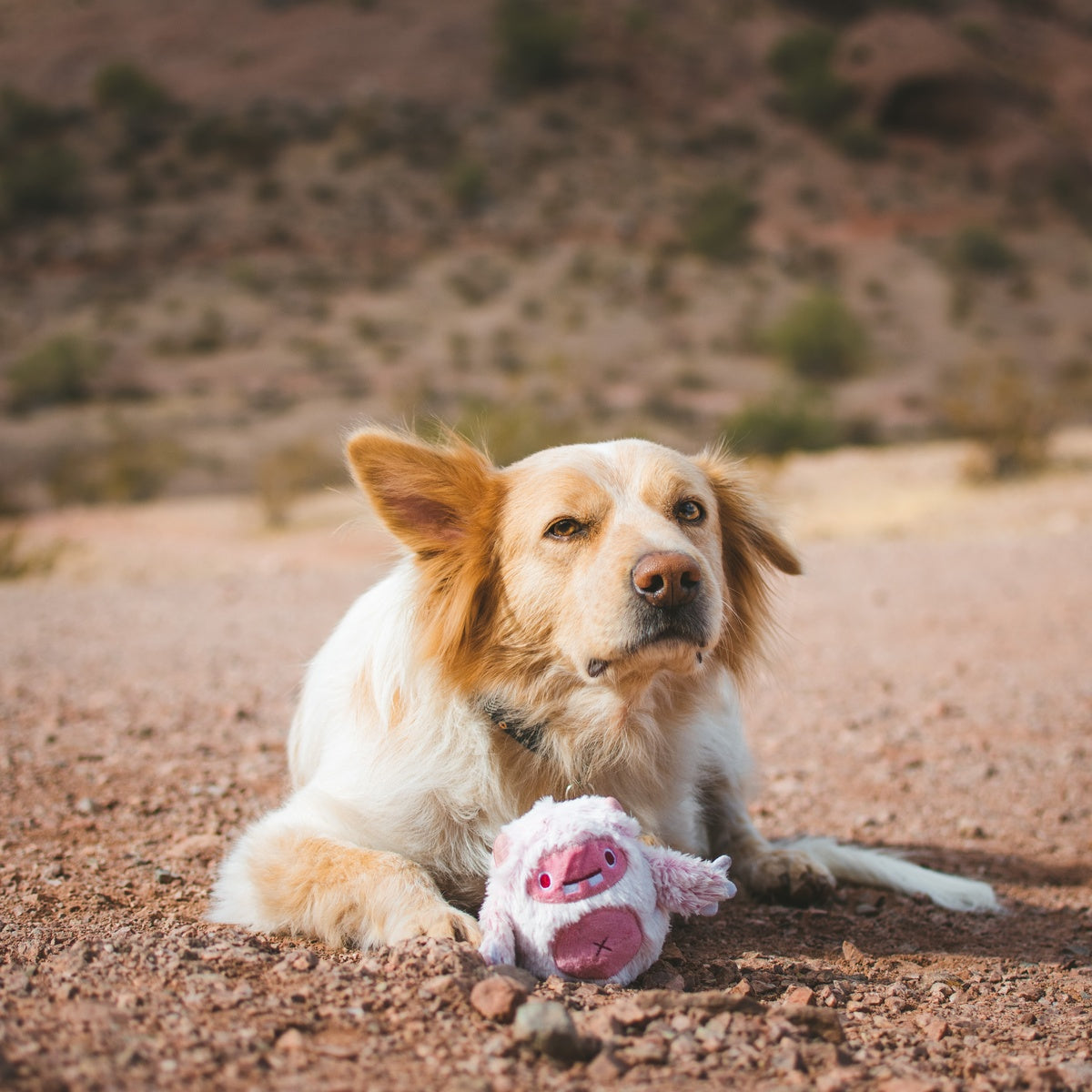 Snuglor Durable Super Chewer 2-in-1 Rip and Reveal + Enrichment Dog Toy