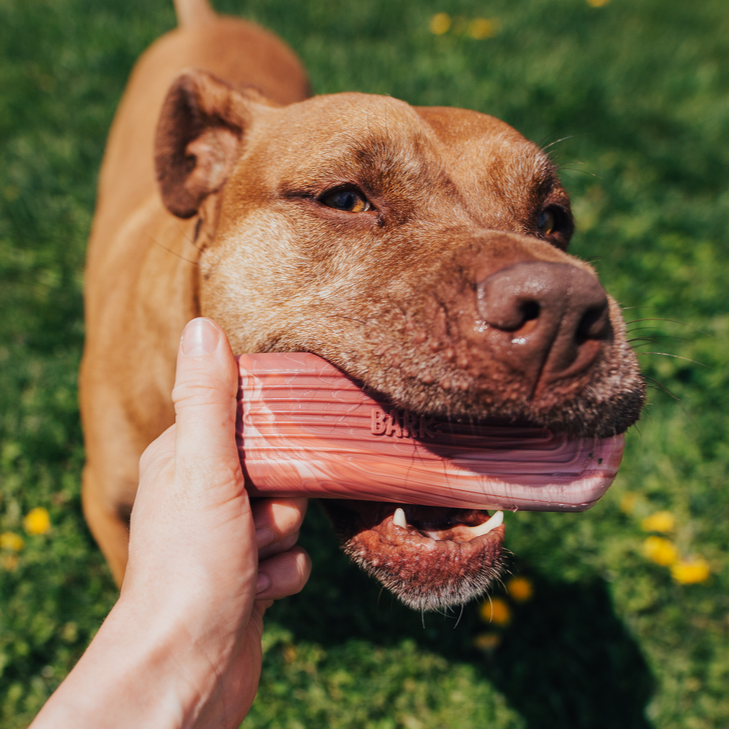 Tough Break Bacon Super Chewer Durable Gnaw Dog Toy