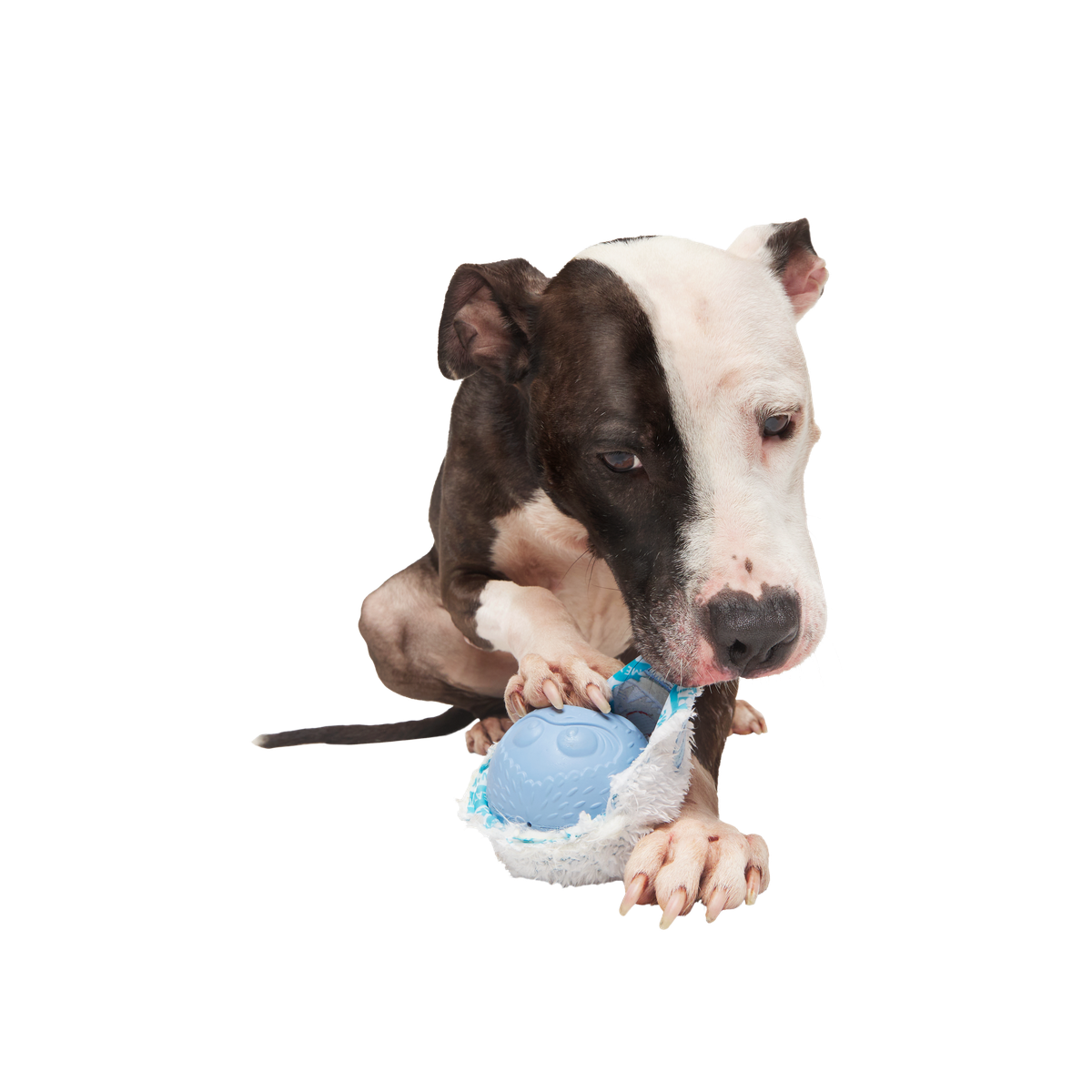 Rudolph® Holiday Super Chewer Gift Box