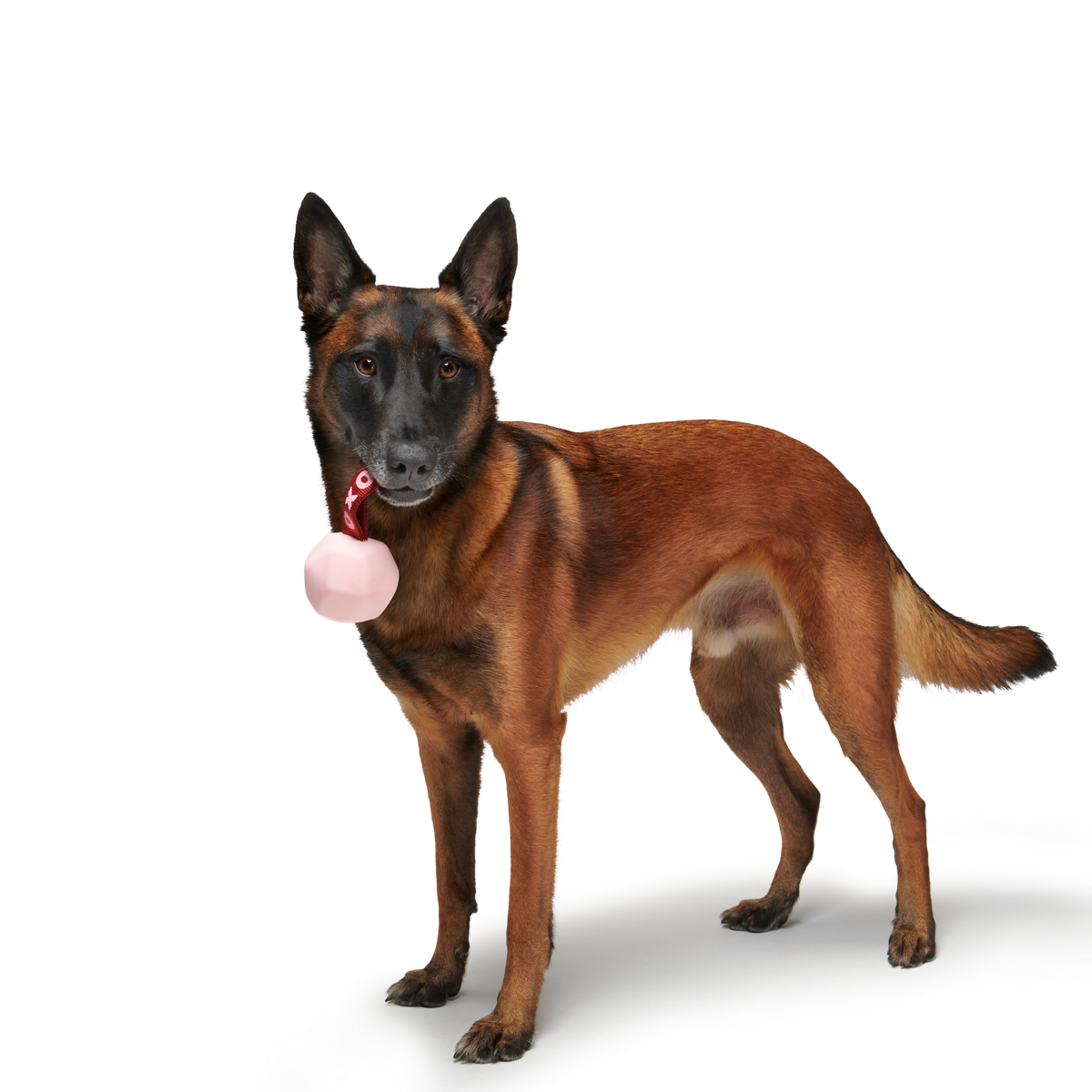 XOXO Tug Durable Super Chewer Dog Toy