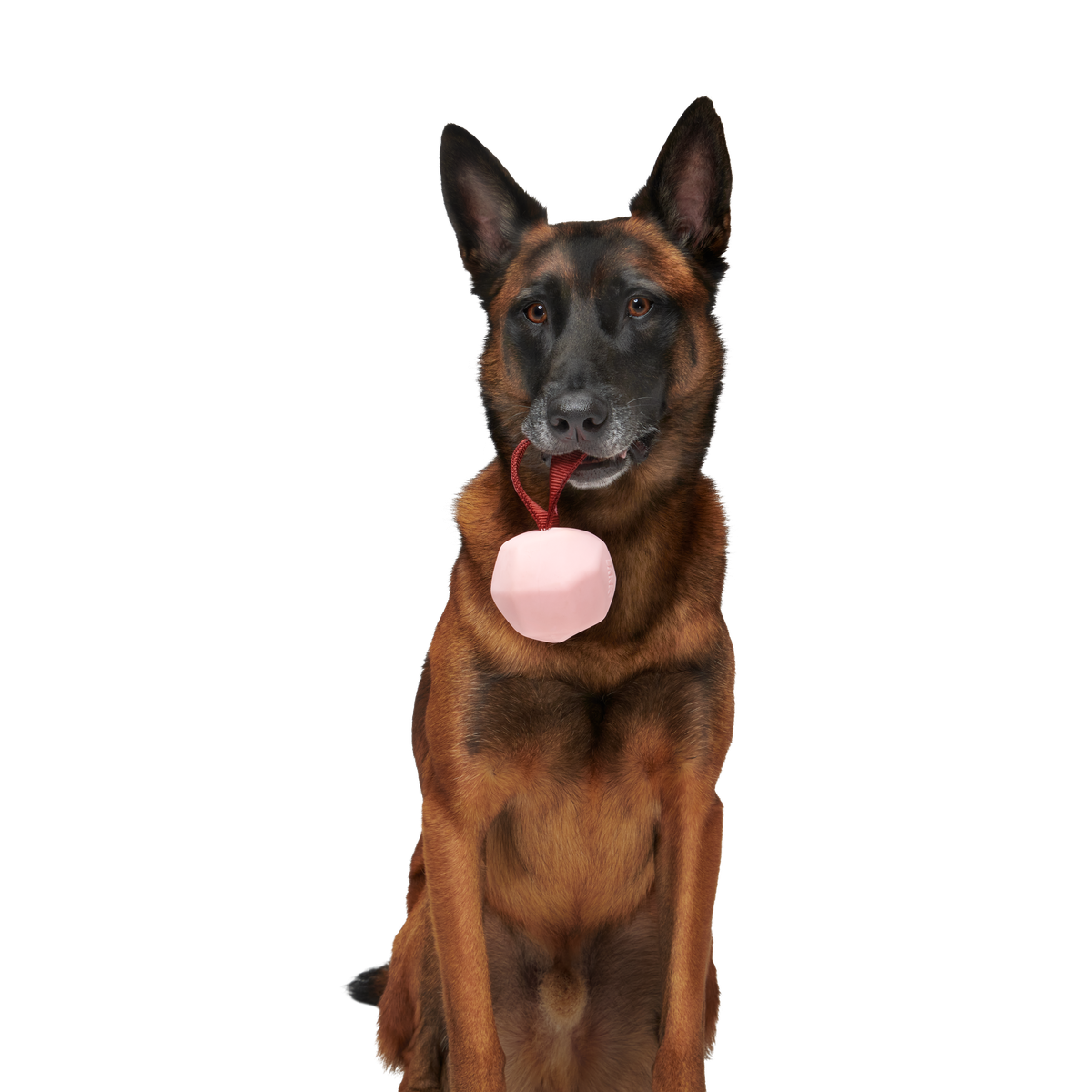 XOXO Tug Durable Super Chewer Dog Toy