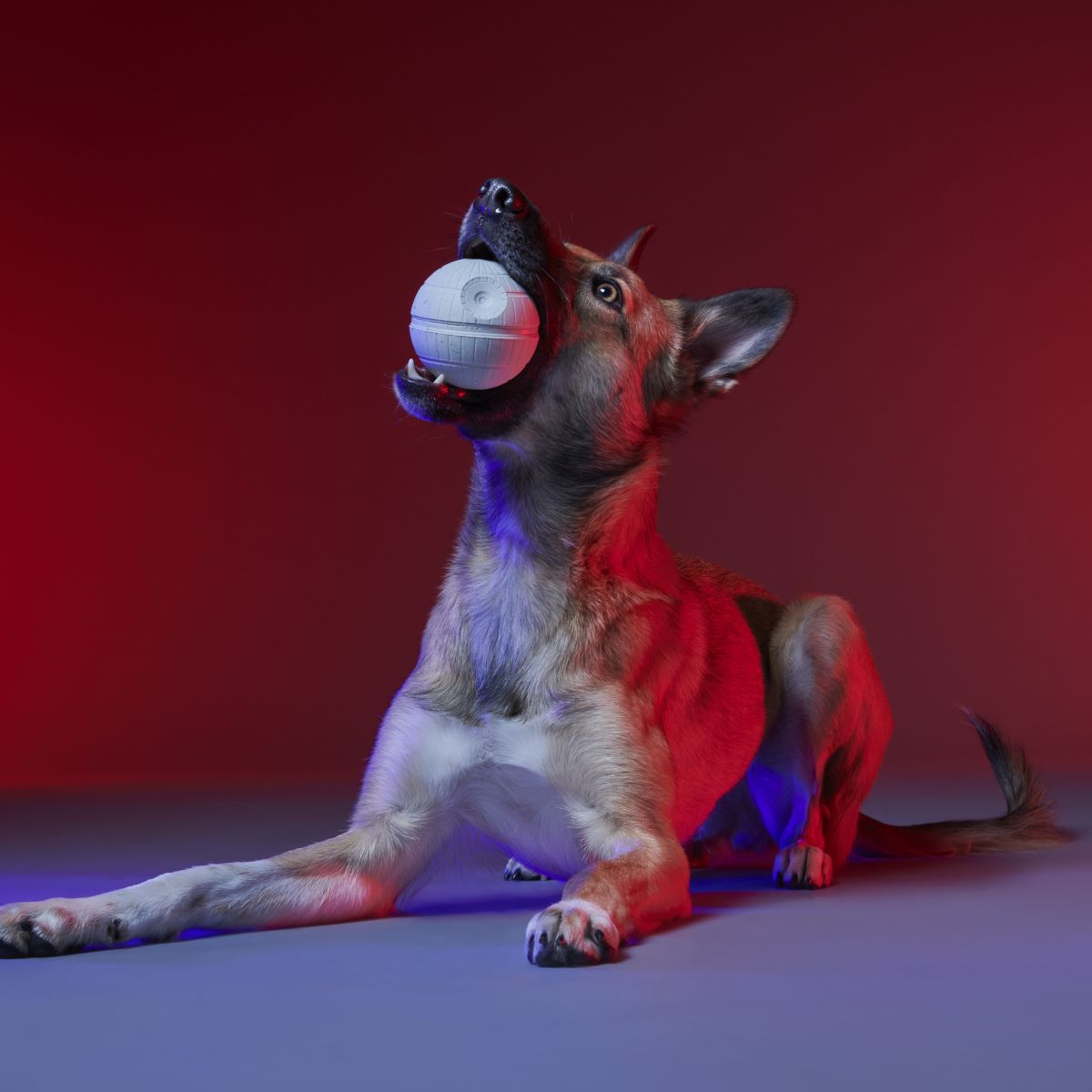 Power of the Bark Side