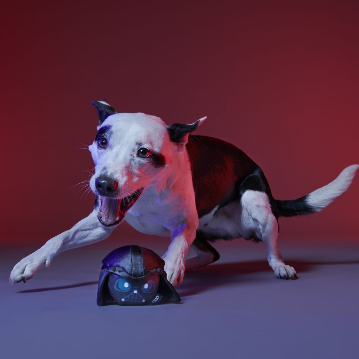 Power of the Bark Side