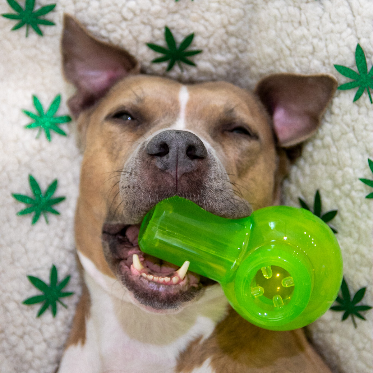 Snack Packed Bong Treat Hiding Tough Super Chewer Dog Toy