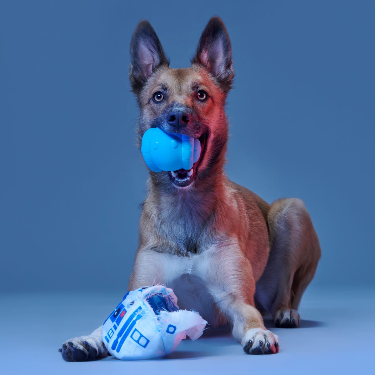 Chew Are My Only Hope Super Chewer Durable 2-in-1 + Fetch Dog Toy