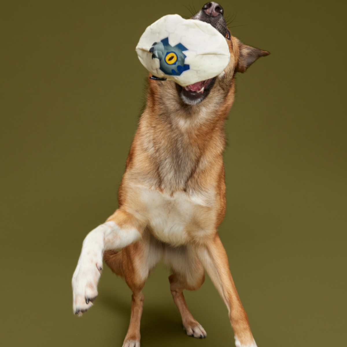 Raptor Hatchling Super Chewer Durable 2-in-1 + Fetch Dog Toy