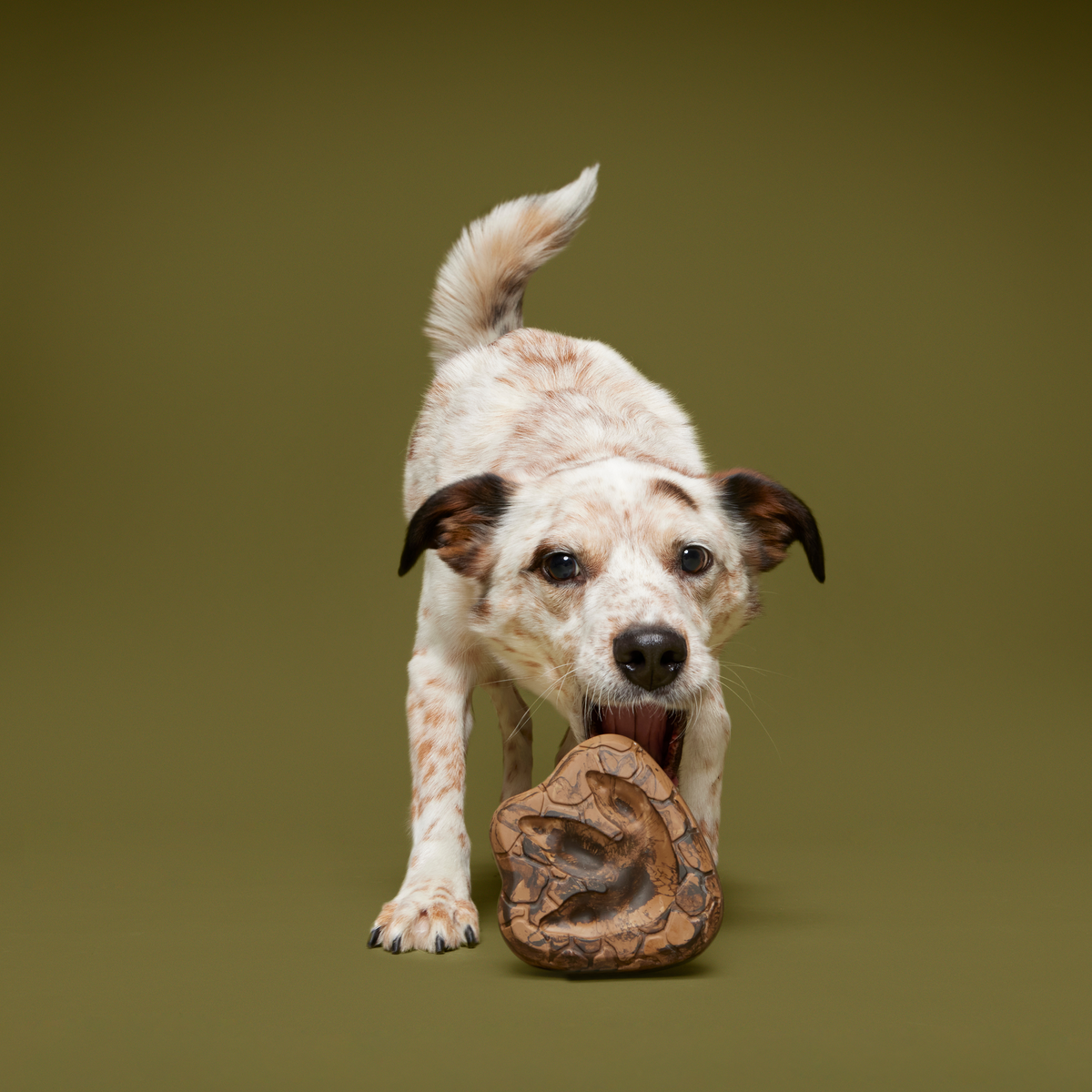 Dino Fossil Chew Durable Super Chewer Enrichment Dog Toy