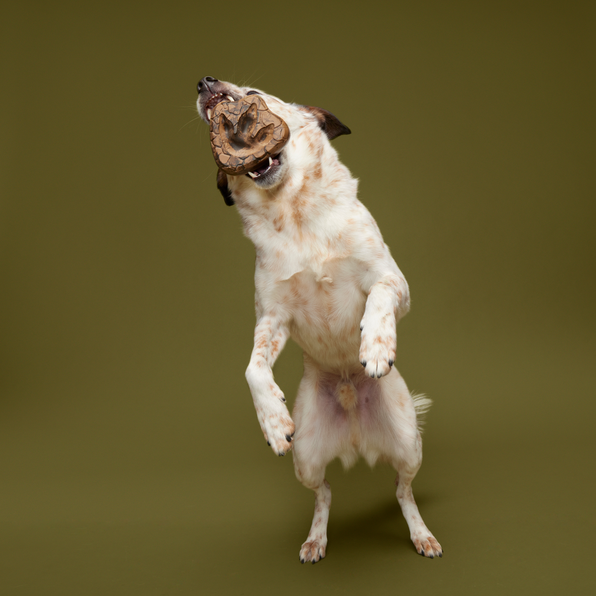 Dino Fossil Chew Durable Super Chewer Enrichment Dog Toy