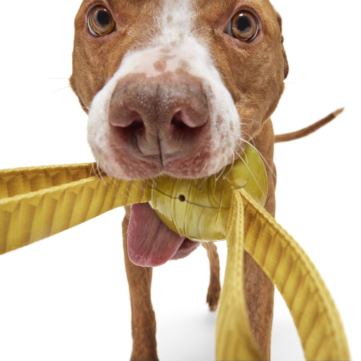 dog with golden snitch dog toy