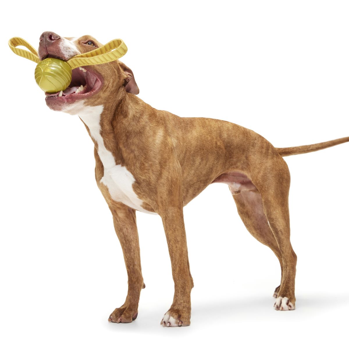 brown dog playing with golden snitch dog toy