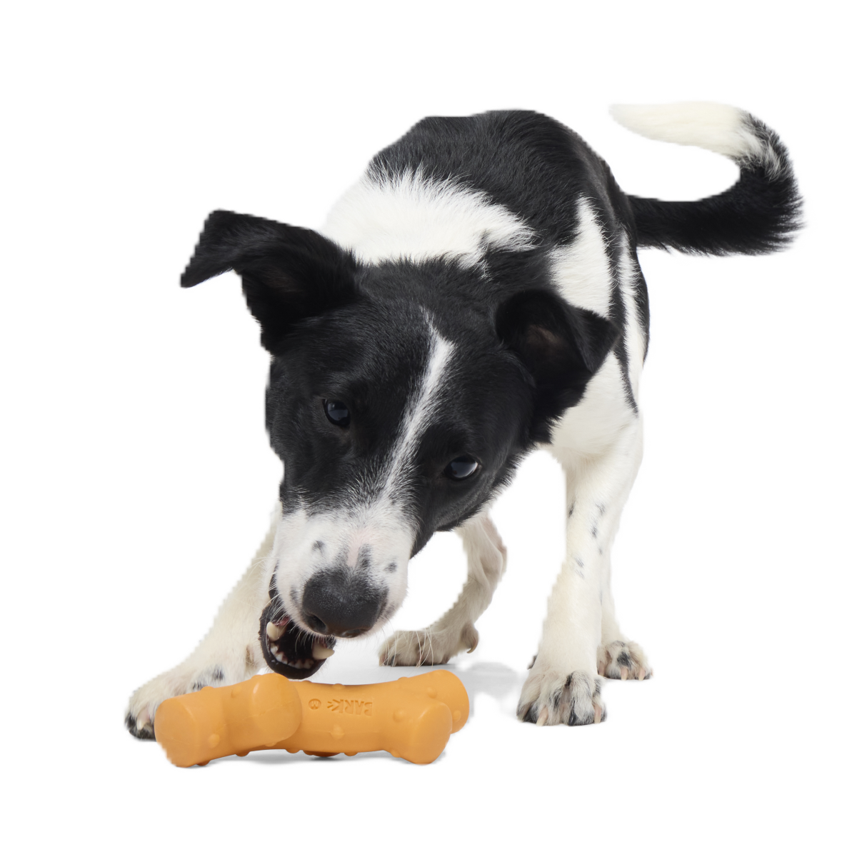 Reef Teefer Super Chewer Durable Gnaw Dog Toy