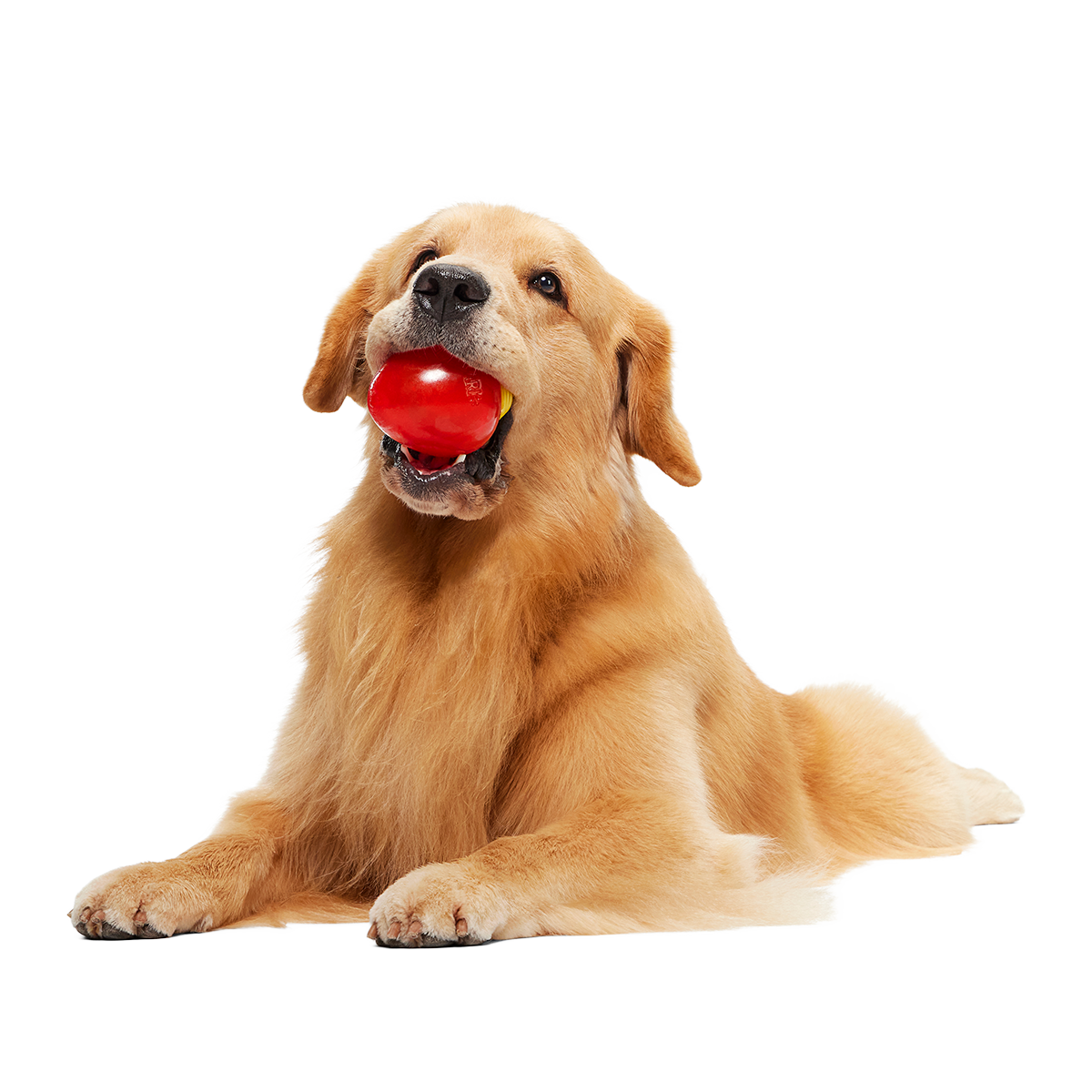 Squeak Every Bulb Super Chewer Durable Fetch Dog Toy