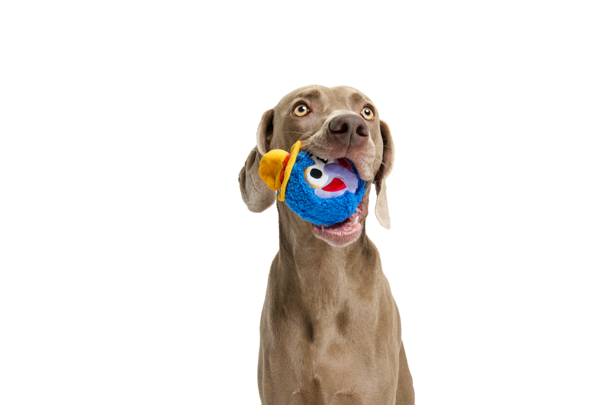 The Great Gonzo as "Charles Lick-ens"