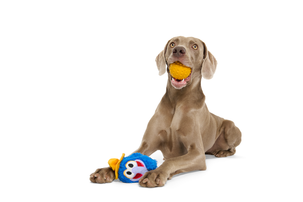 The Great Gonzo as "Charles Lick-ens"