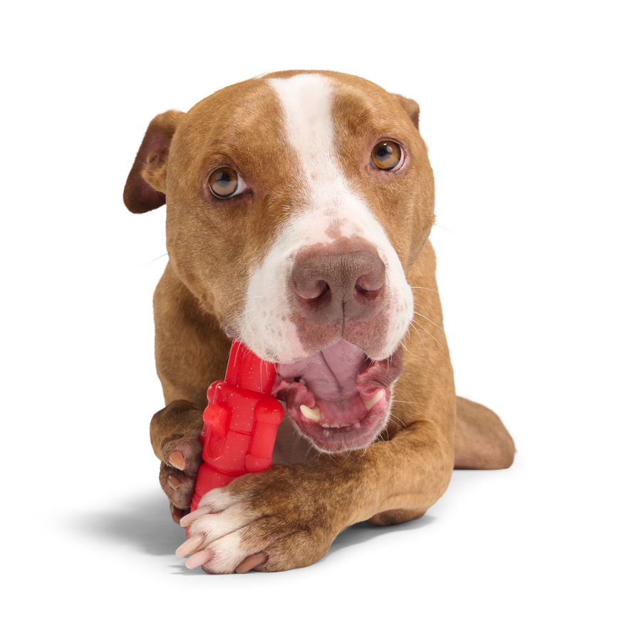 The Gnawtcracker Nylon Tough Super Chewer Dog Toy